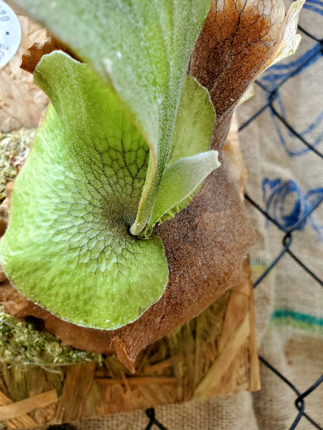 P.Kin-Norn (Pup)《FSQ》【artPLANTs】ビカクシダ/Platycerium