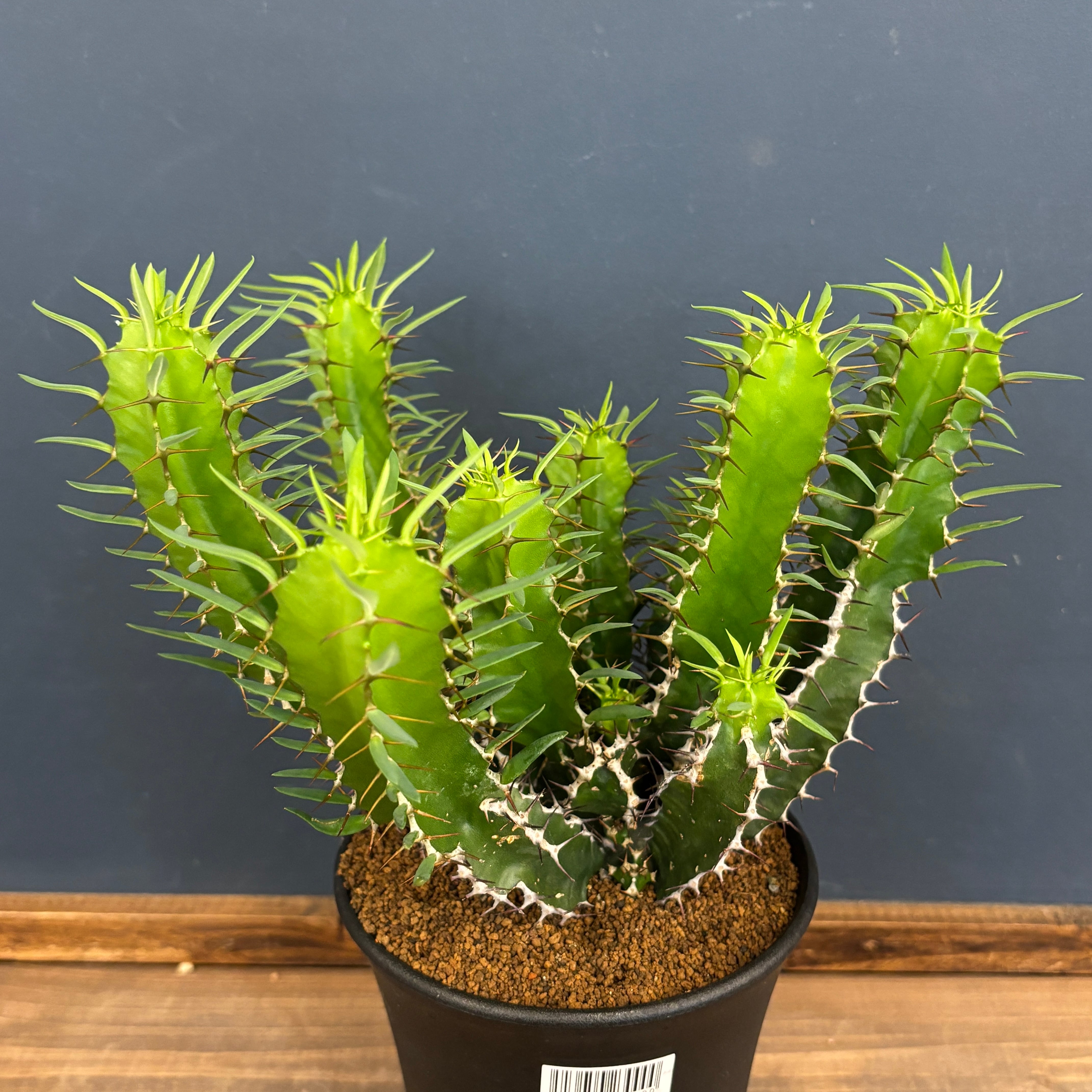 58487f8f74a97b15013fb8164cfb0c