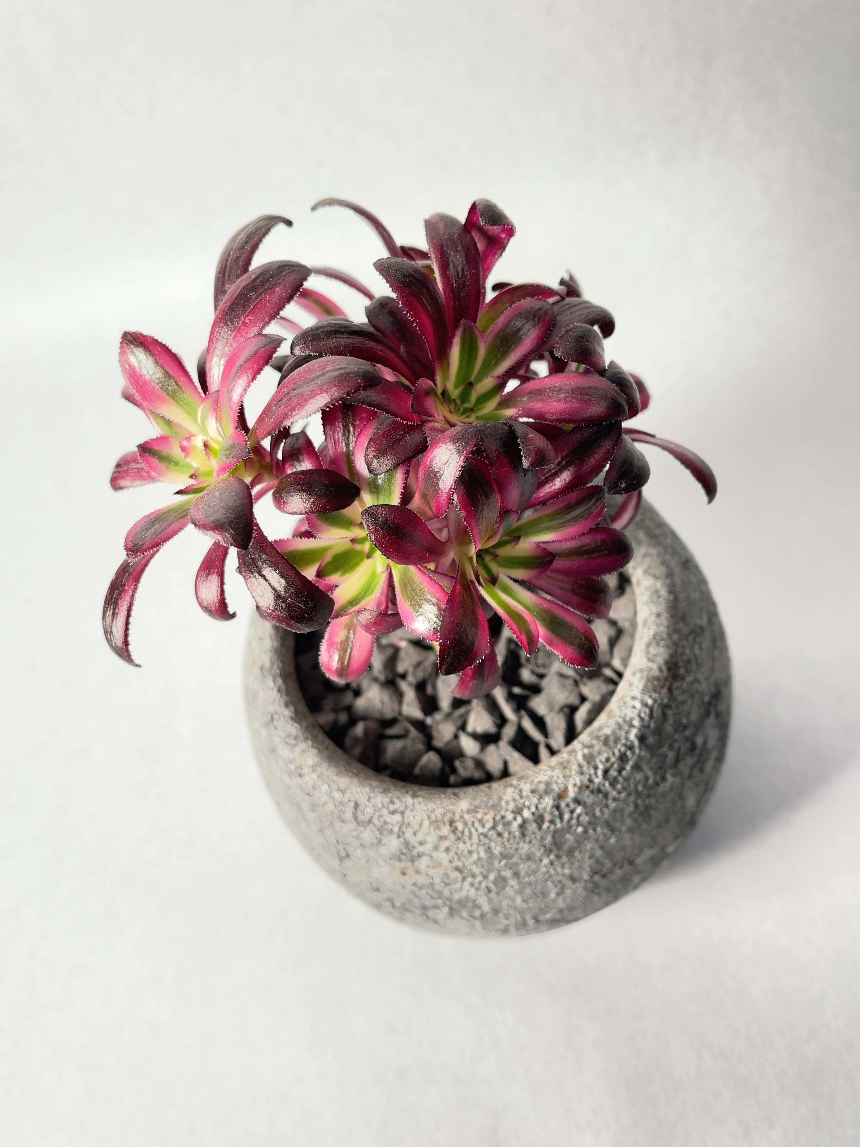 アエオニウム・黒法師錦 | trigger