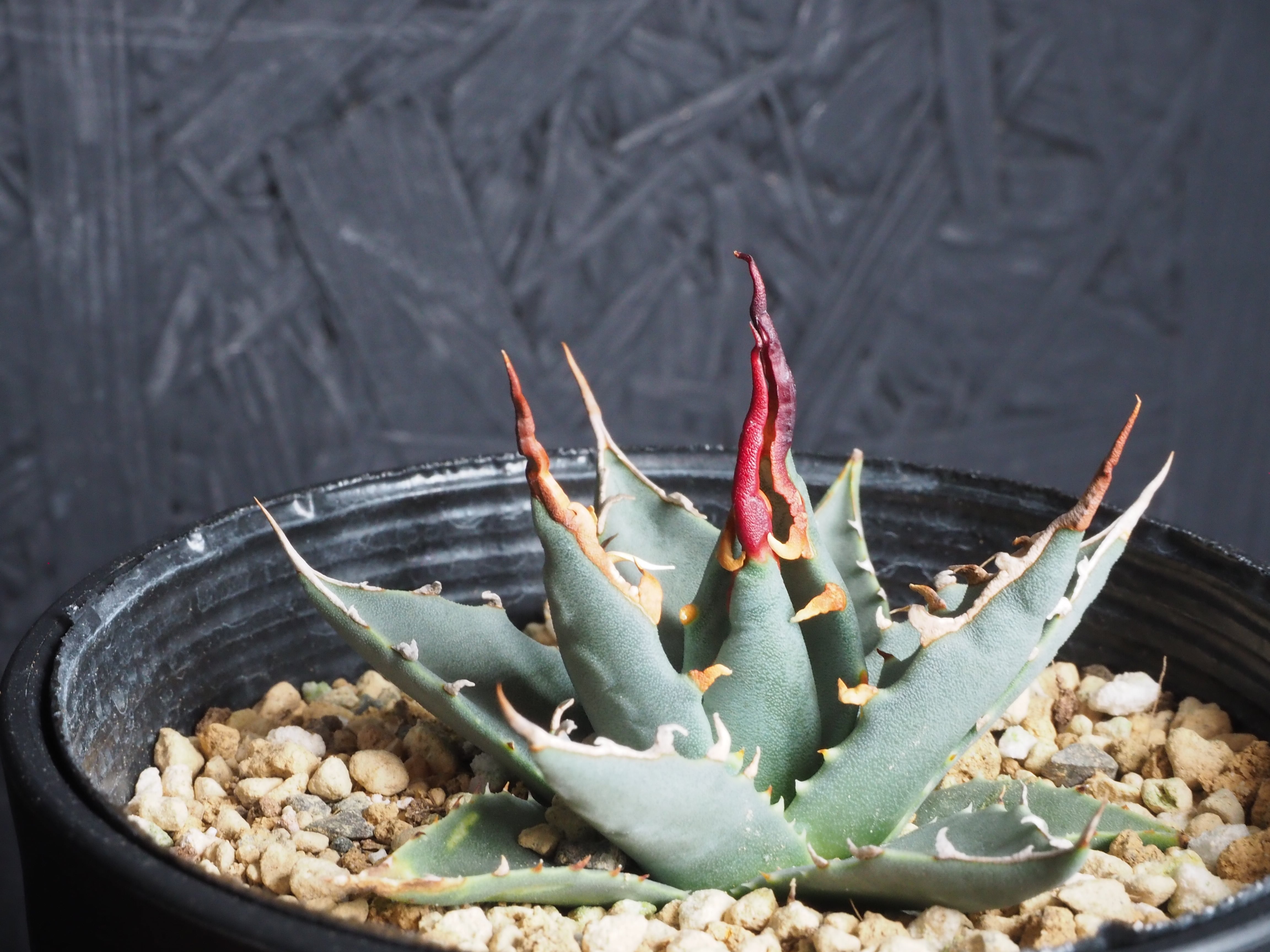 選んで購入」エボリスピナ『陽炎』～極上国内実生株選抜／Ys-29