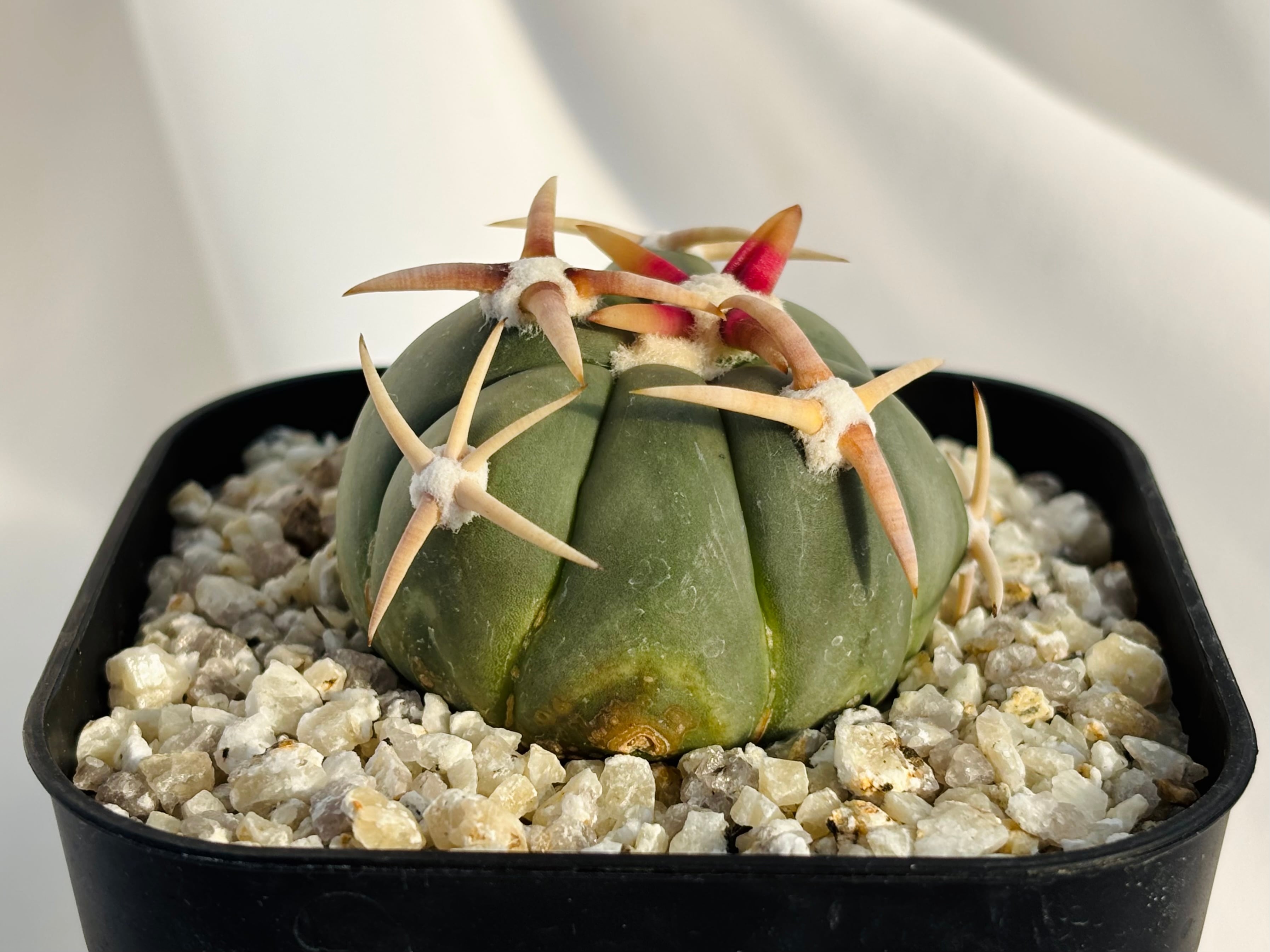 Echinocactus horizonthalonius エキノカクタス 白刺翠平丸 強刺選抜