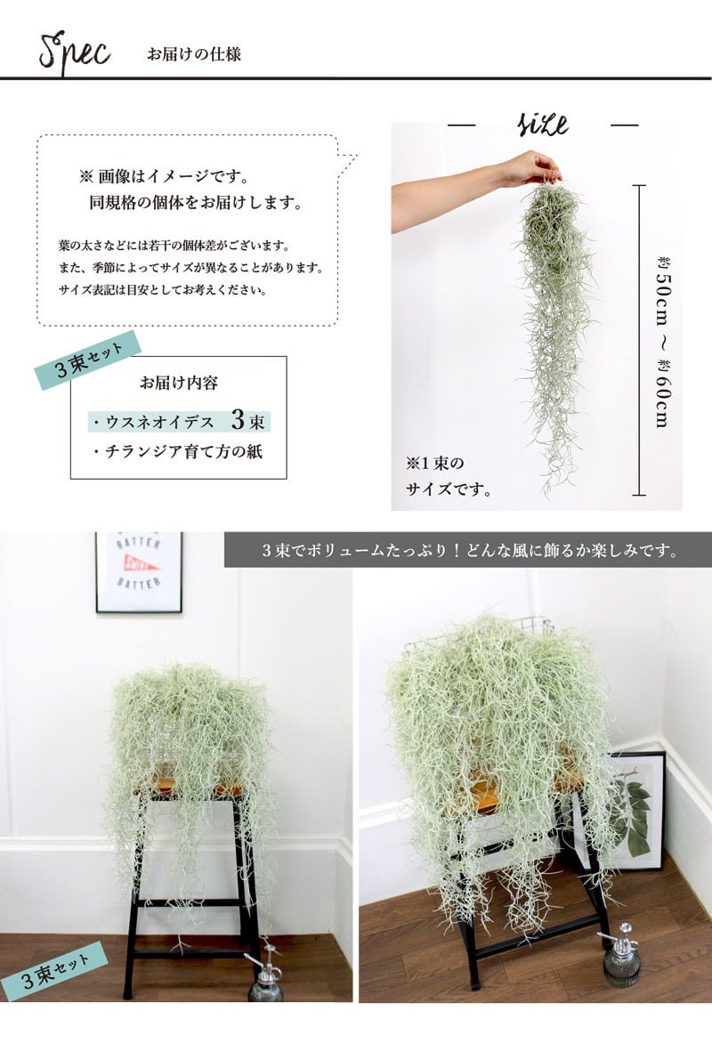 エアプランツ】チランジア・ウスネオイデス/スパニッシュモス【3束
