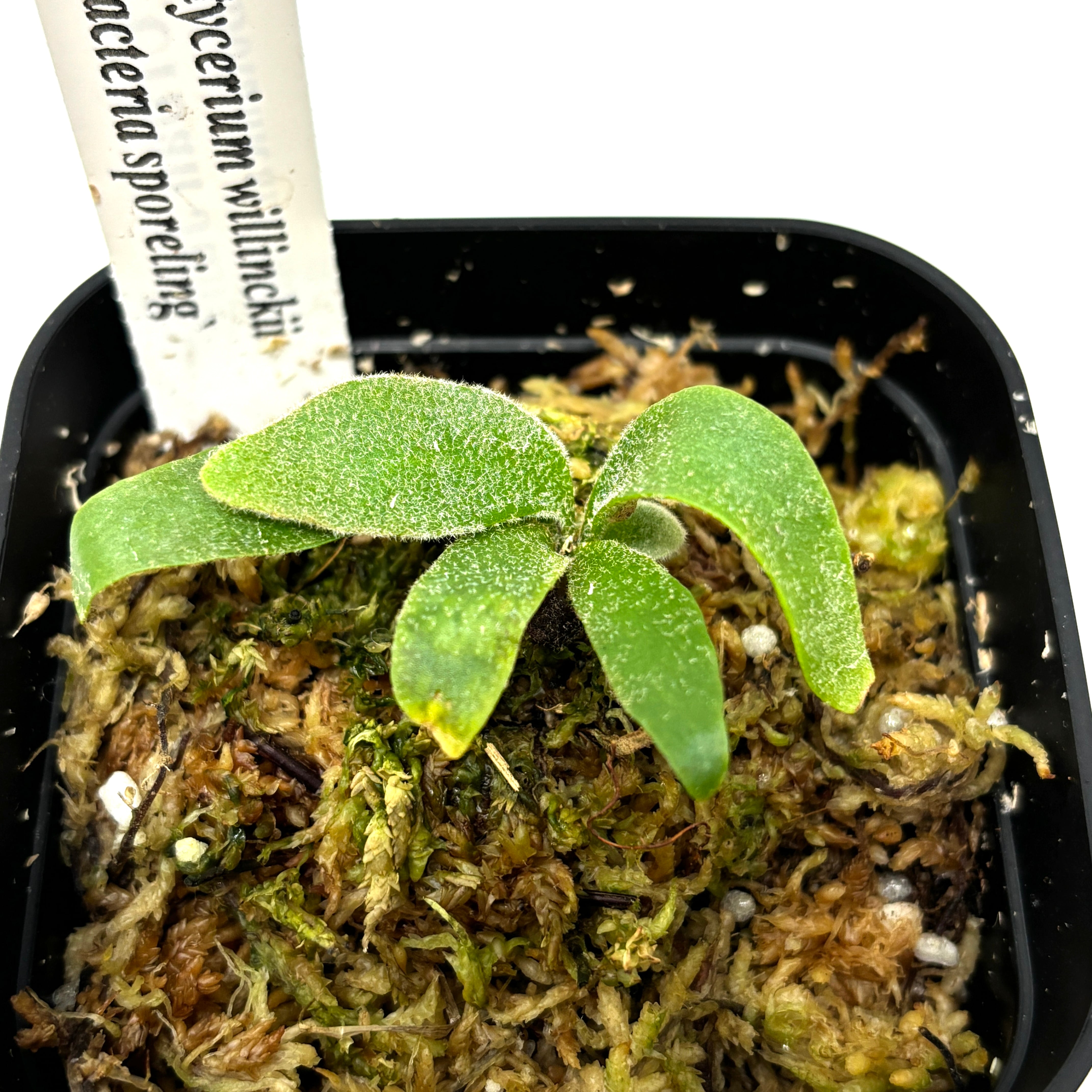 ビカクシダ ghost ゴースト 子株 ビカクシダ 子株 ビカクシダ Platycerium