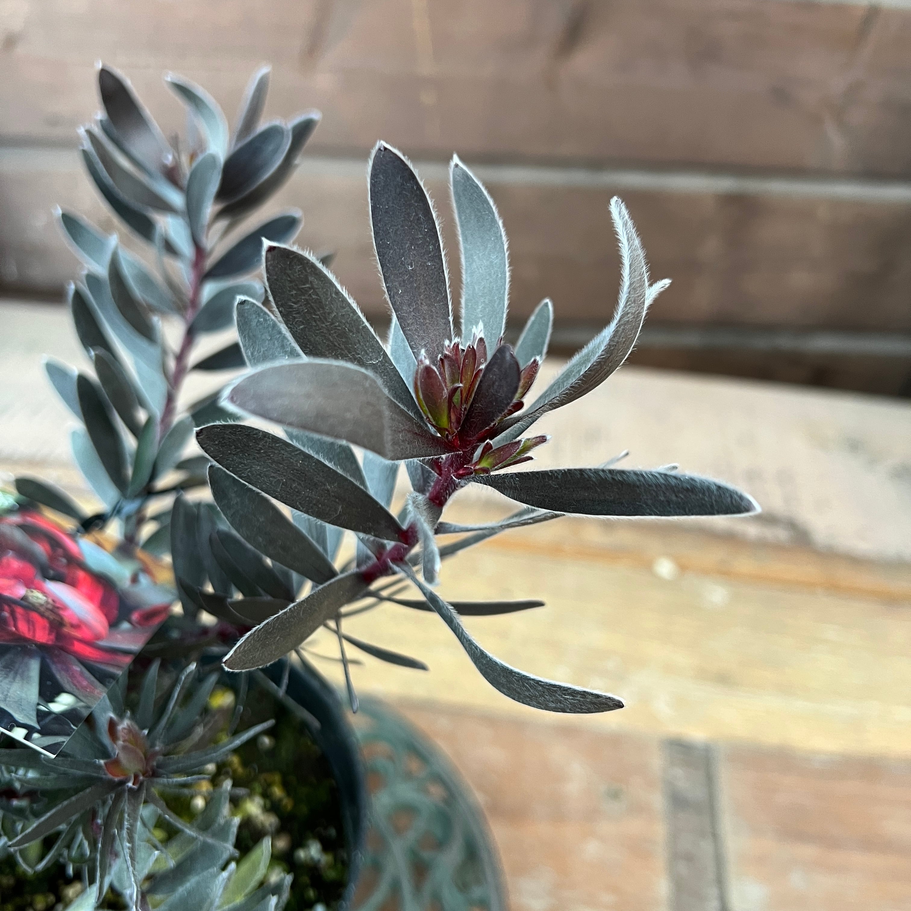 リューカデンドロン デュリフ② | 沼ノ上農園