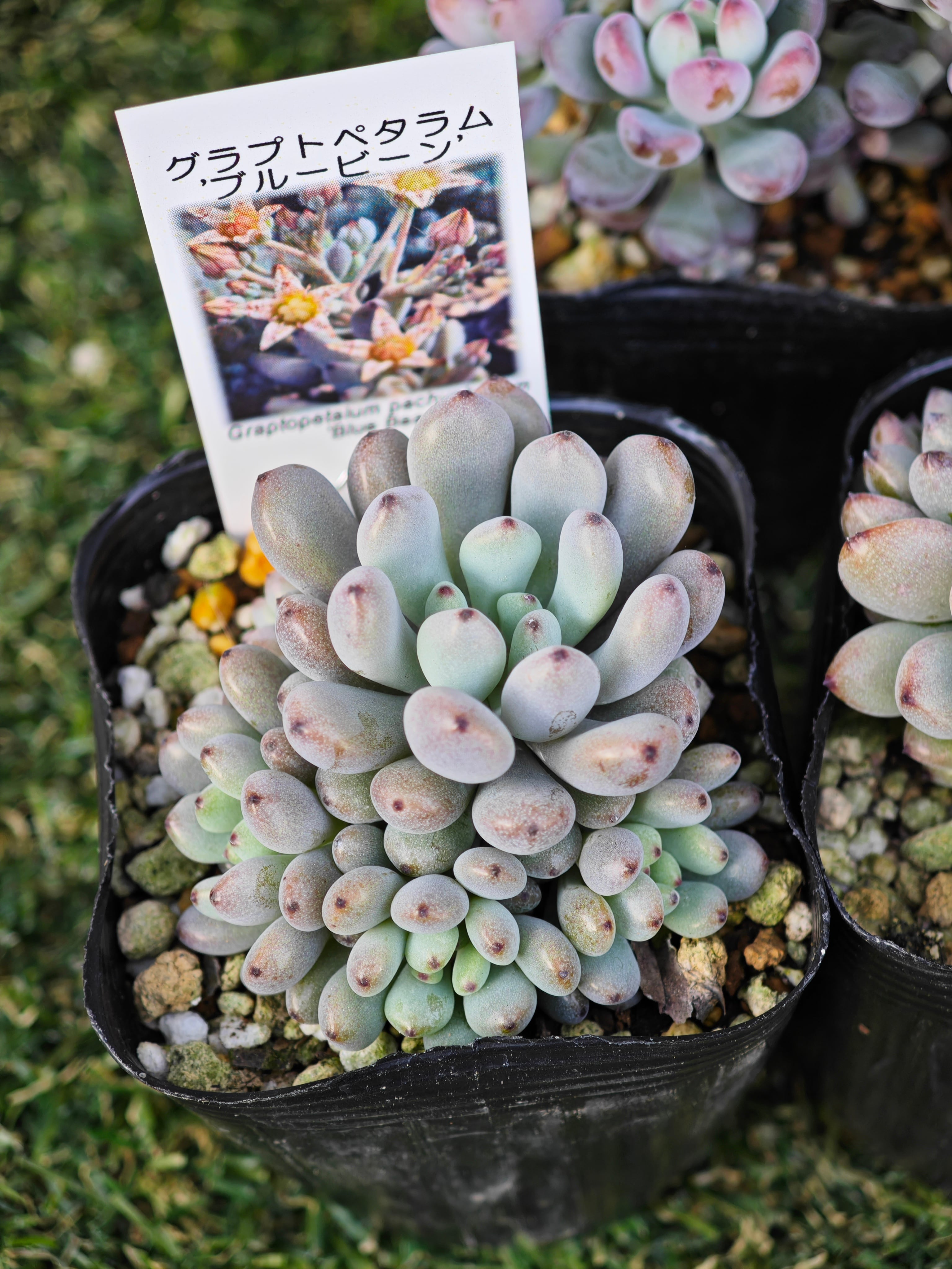 つぶつぶ多肉5セット | MFCshop