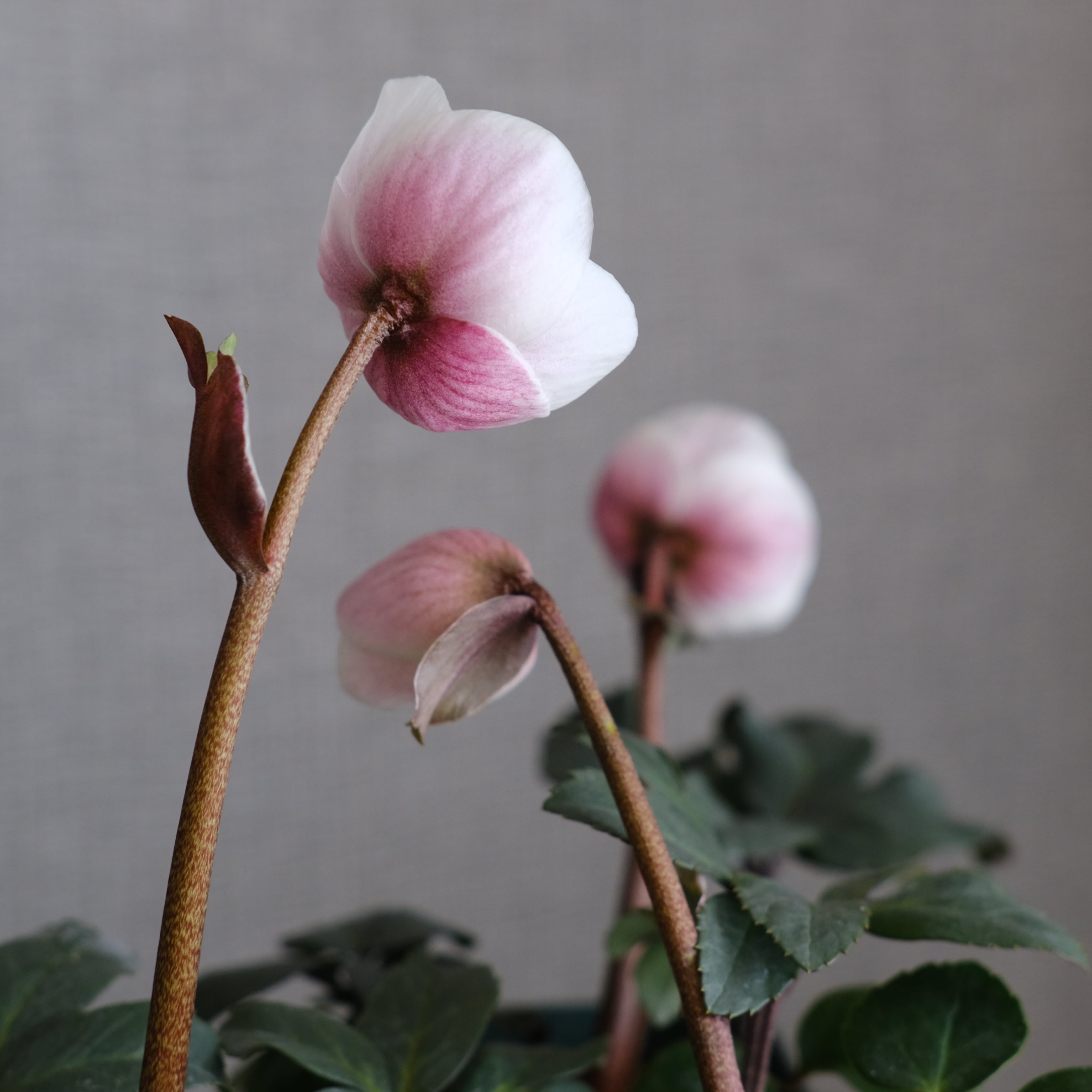 クリスマスローズ ピンクニゲル | グリーンギャラリーガーデンズ