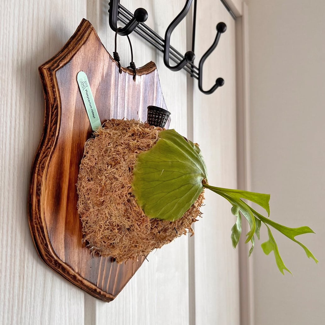 ビカクシダ リドレイ 板付 【観葉植物 室内 コウモリラン】 | bikakuya