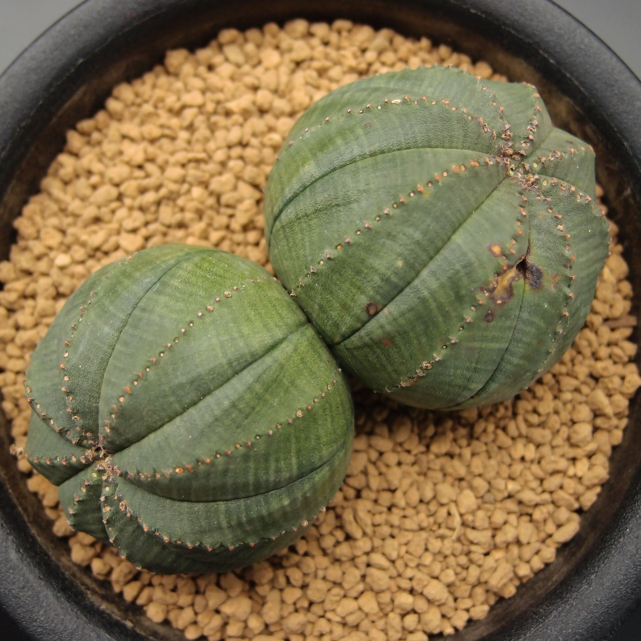 オベサ ダブル・ヘッド (2301_10oldd_03)：ユーフォルビア属 ※実生