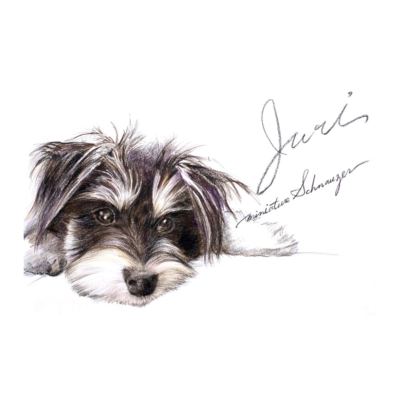 色鉛筆画（カラー）CP001 - 犬の肖像画 | O-DEN Art Studio