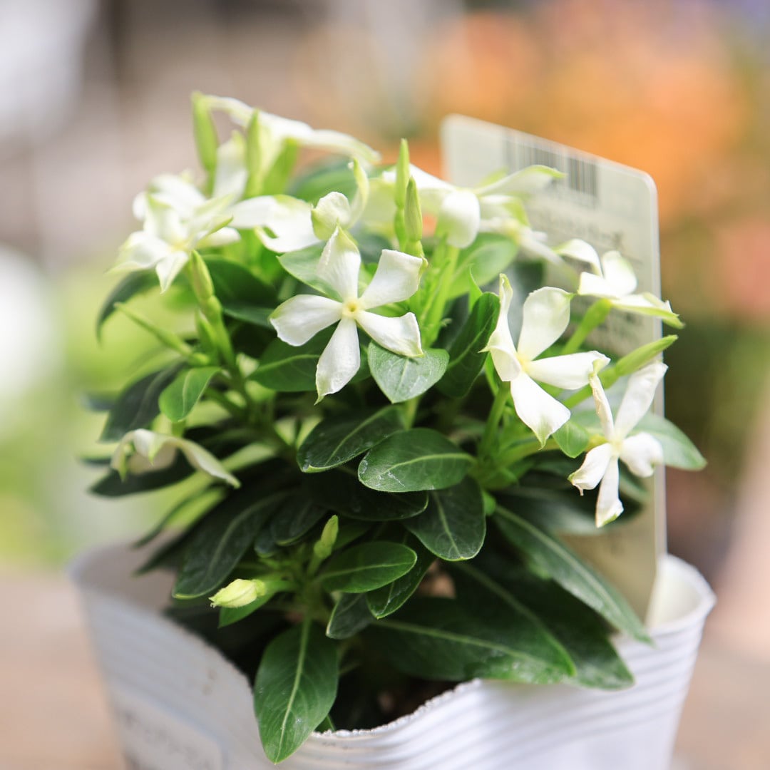 日日草 フフェアリーミント○フェアリーミントシリーズ 夏の花 北島