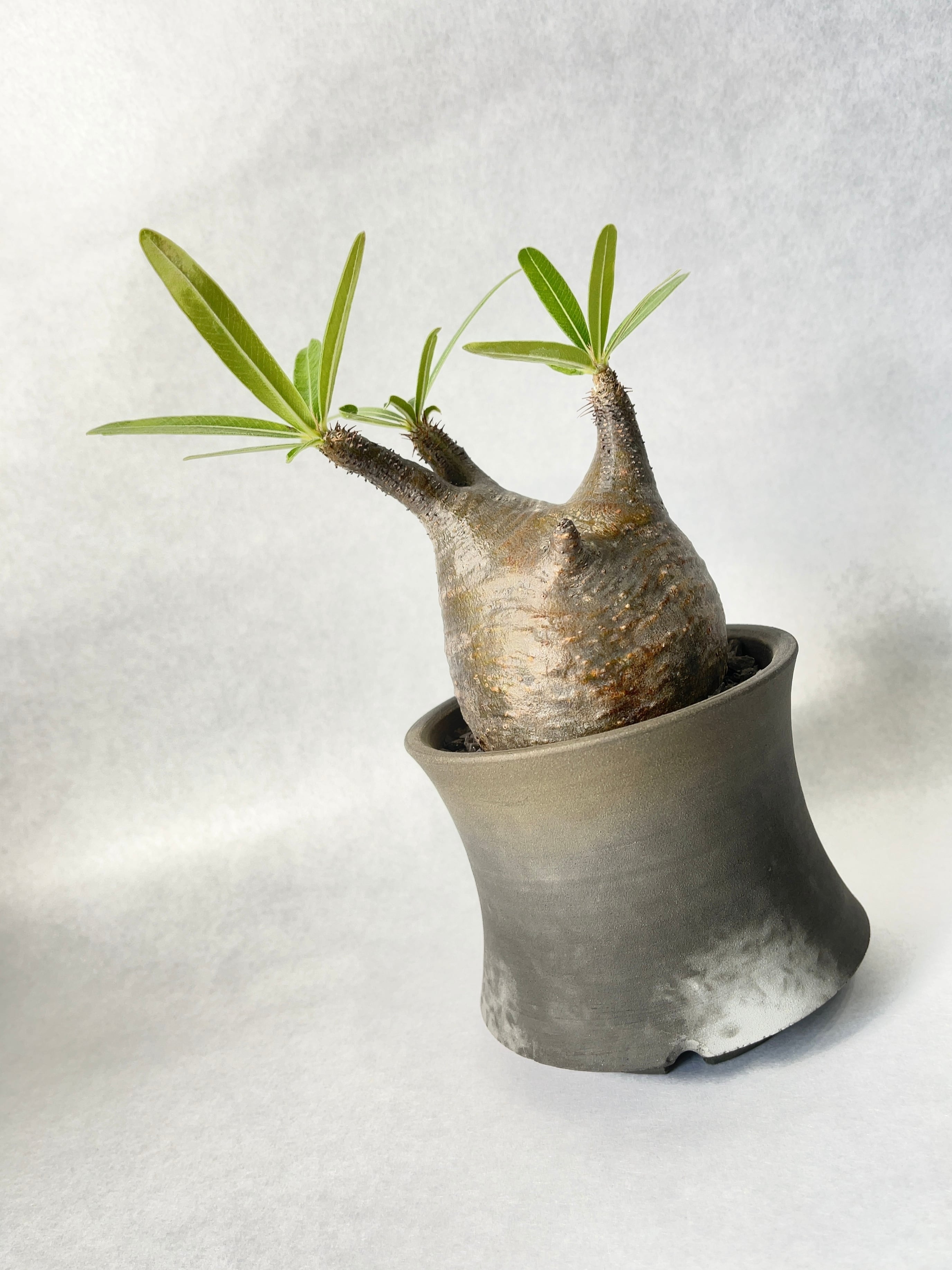 パキポディウム・グラキリス | trigger