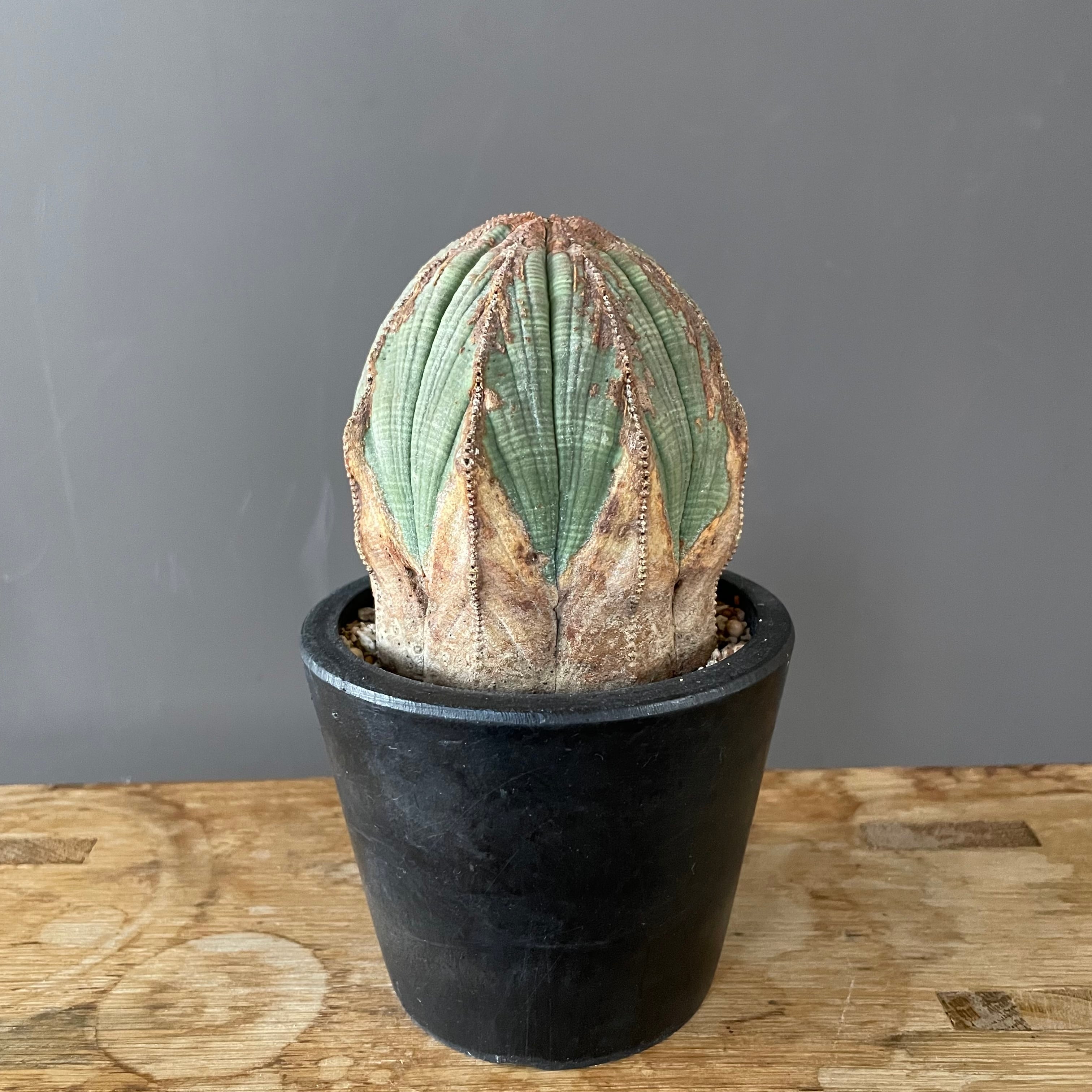 ユーフォルビア オベサ木質化⑤ | Lines BOTANICAL SHOP