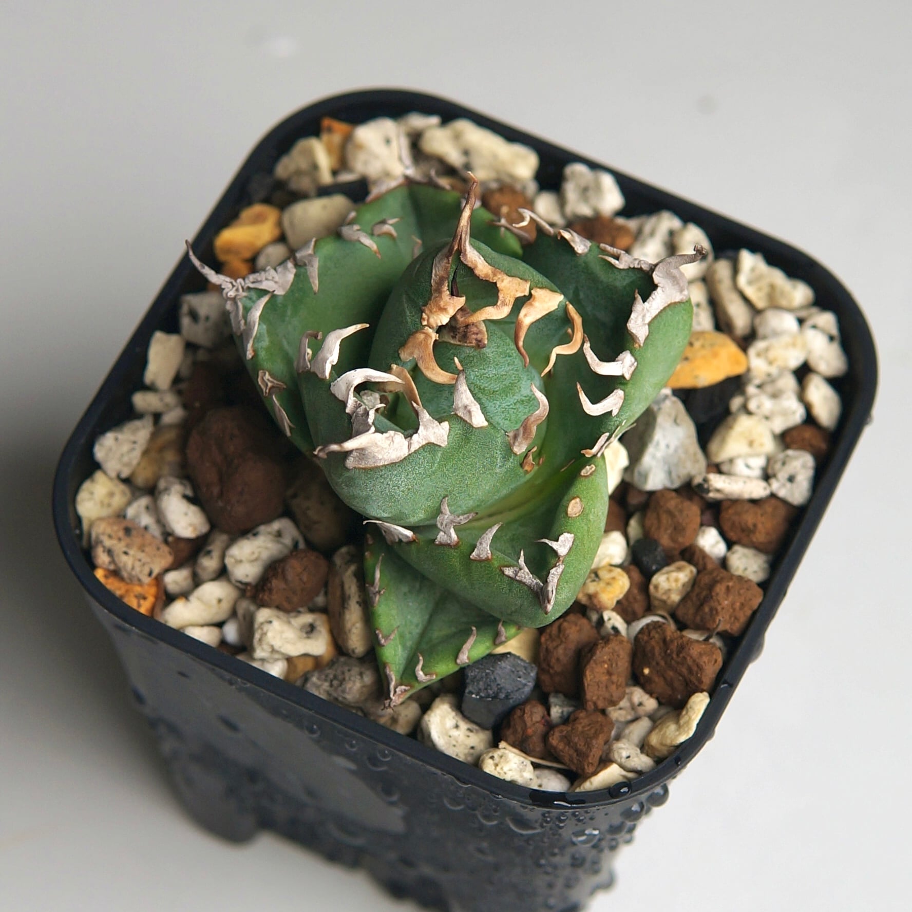 アガベ チタノタ ”魔丸” | Pay ID