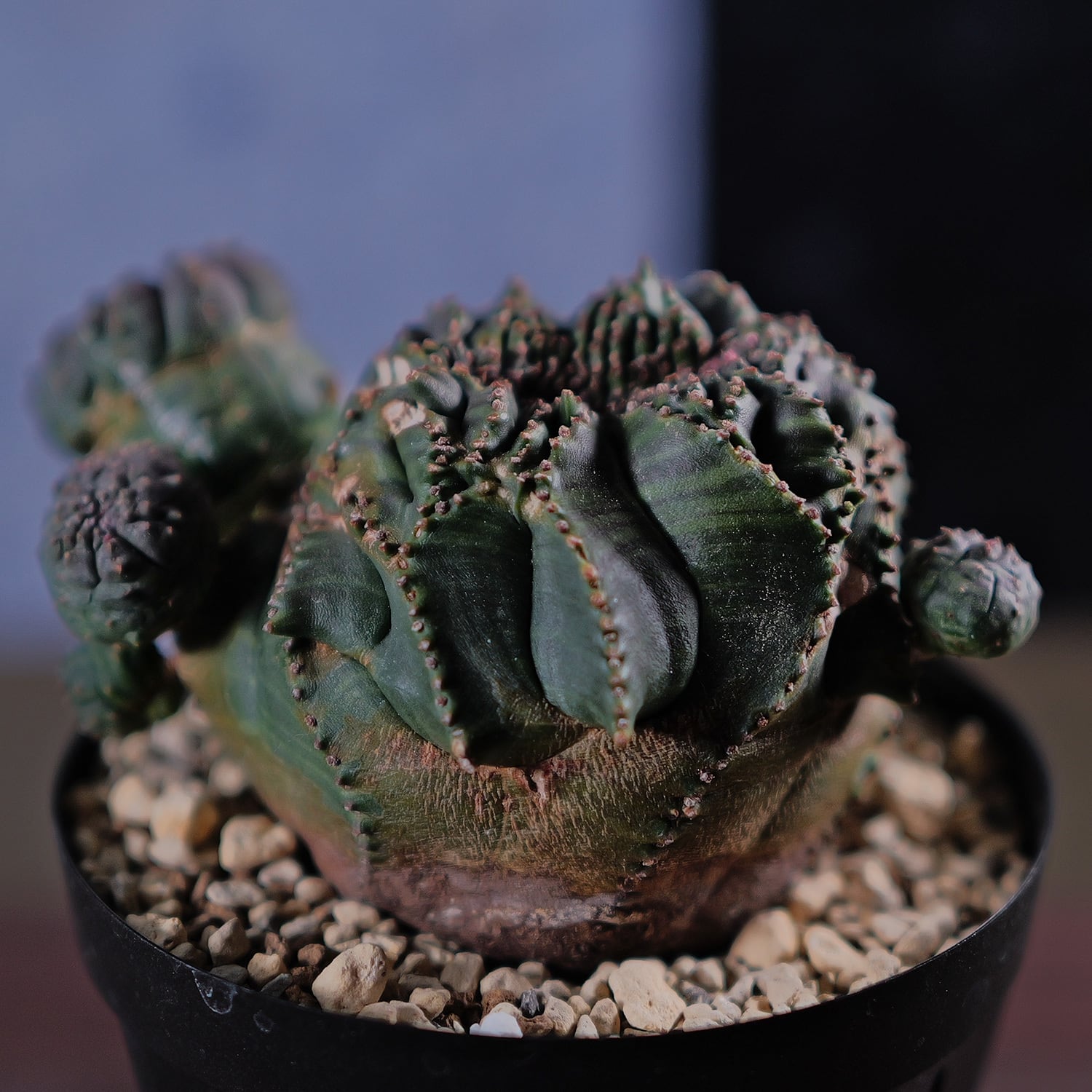 超厳選株】大株 最大幅約9.8cm 仔吹き 円扇綴化 オベサ