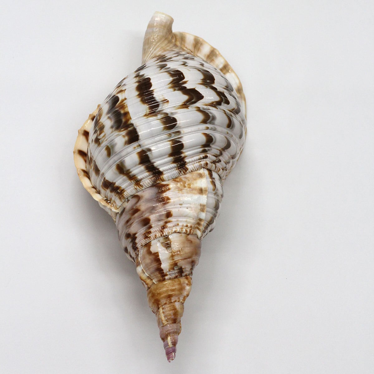 法螺貝（サイズ：38.5cm） | 貝のアクセサリー専門店海の宝石蜂屋