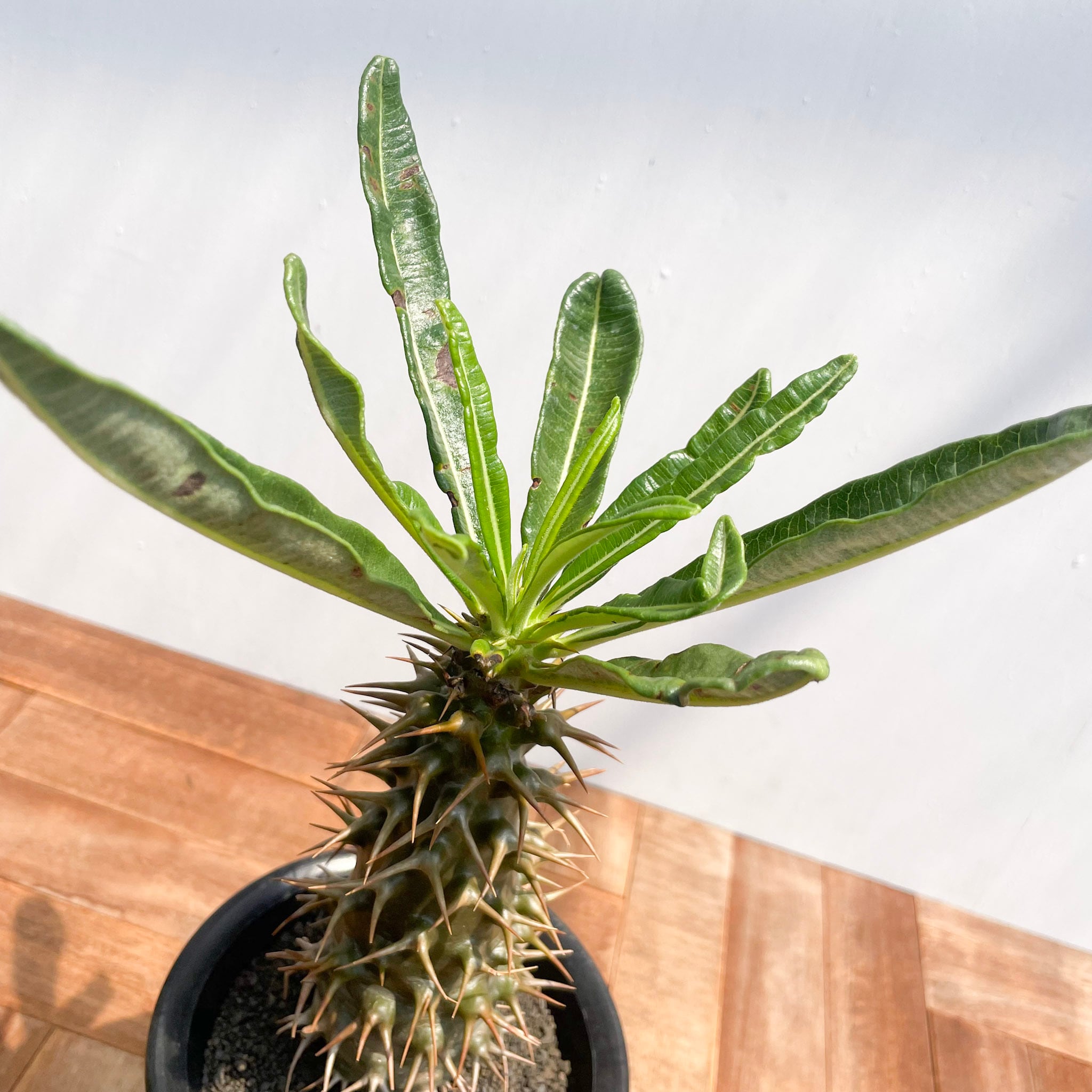 Pachypodium ambongense【パキポディウム・アンボンゲンセ・実生