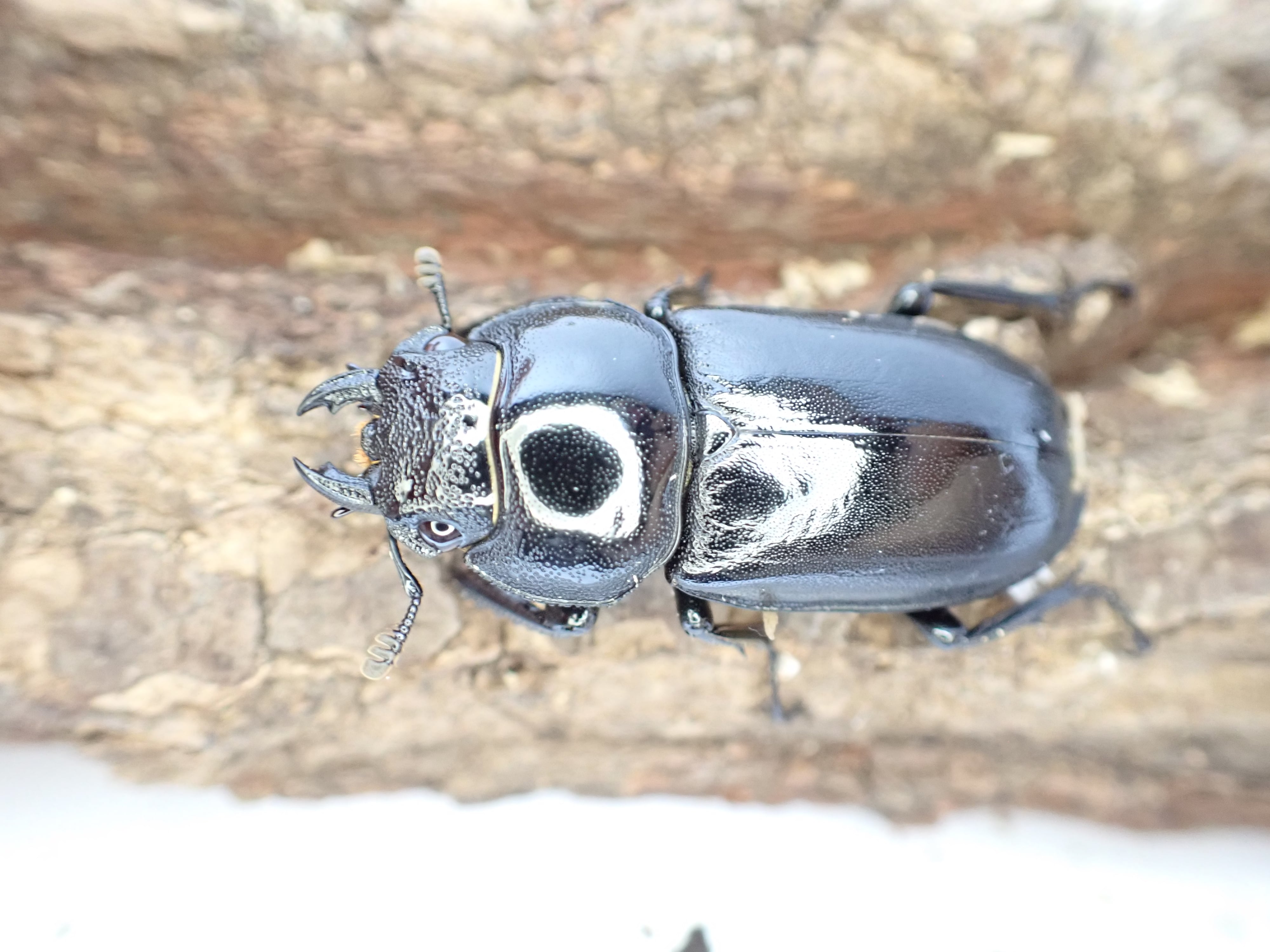 アマミシカクワガタ40㎜ペア(53)(後食済み) | クワガタTOP GUN