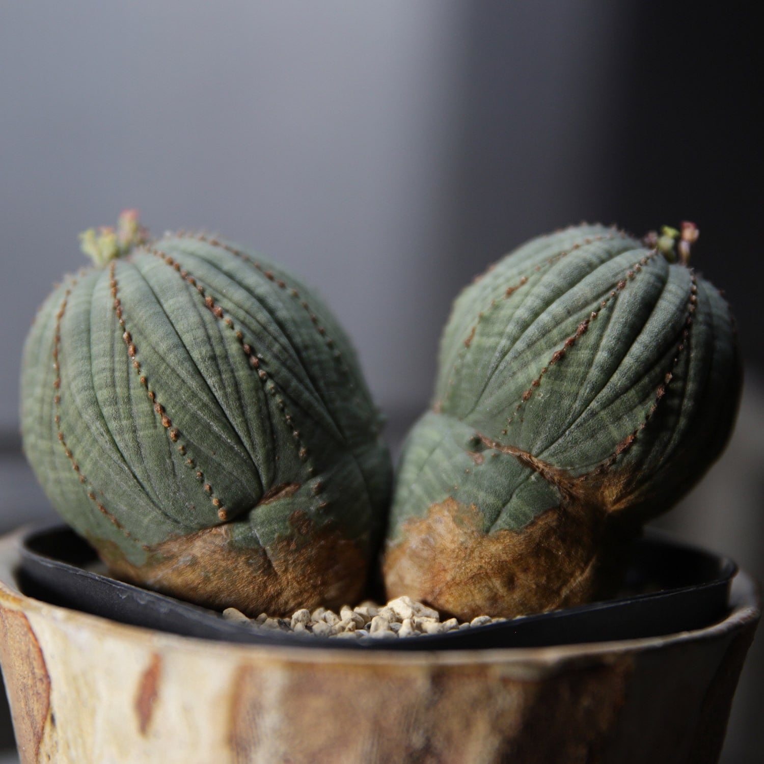 分頭 オベサ (ダブル、トリプルヘッド) | LIGHTHOUSE.PLANTS - 海外