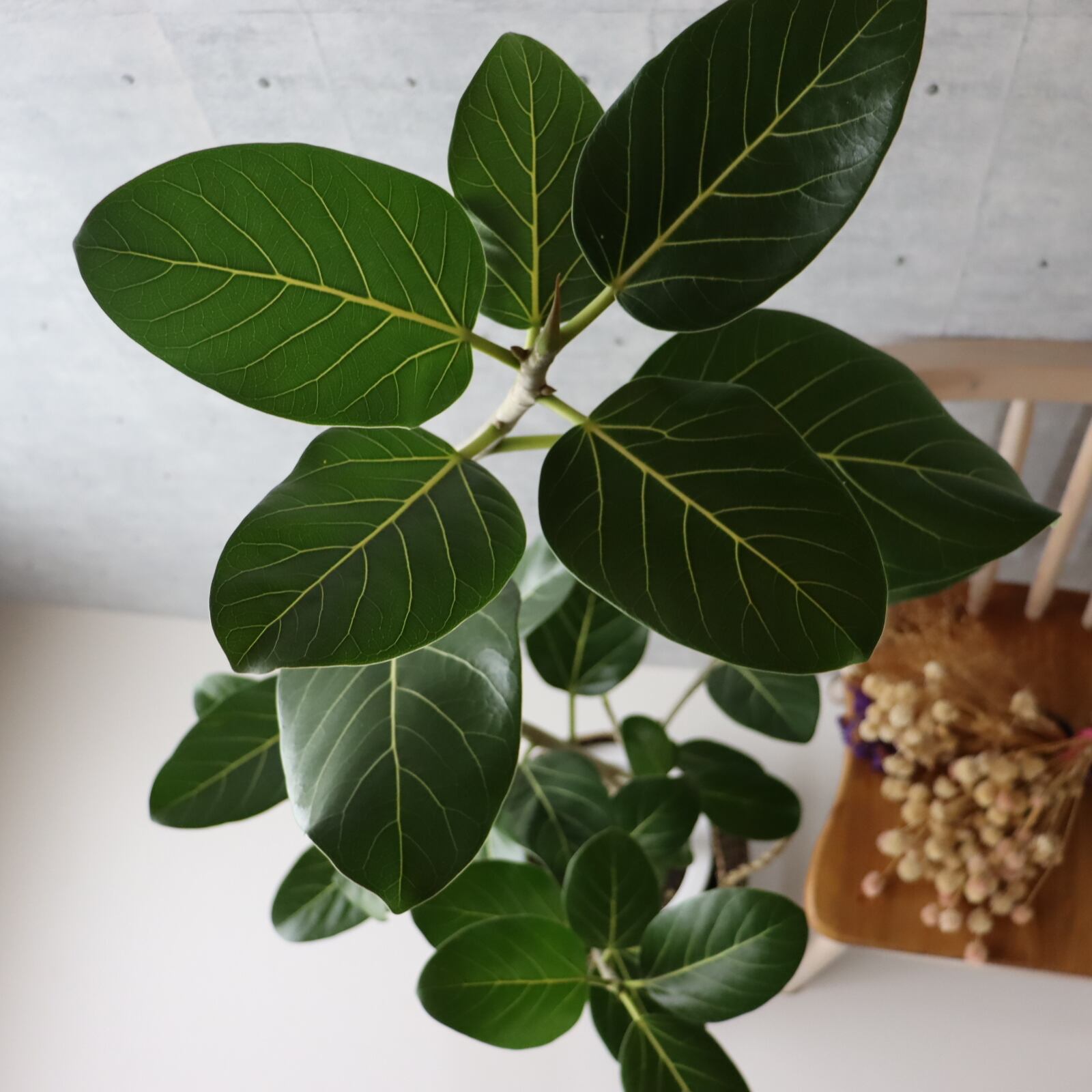 大型150幹太】 フィカス ベンガレンシス 曲がり仕立て 観葉植物 室内