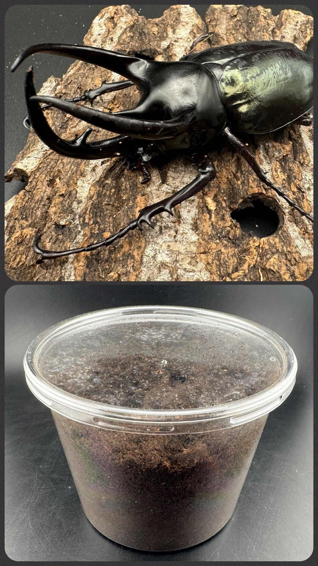 スマトラコーカサスオオカブト 3令幼虫1頭》 | KPW公式オンラインショップ