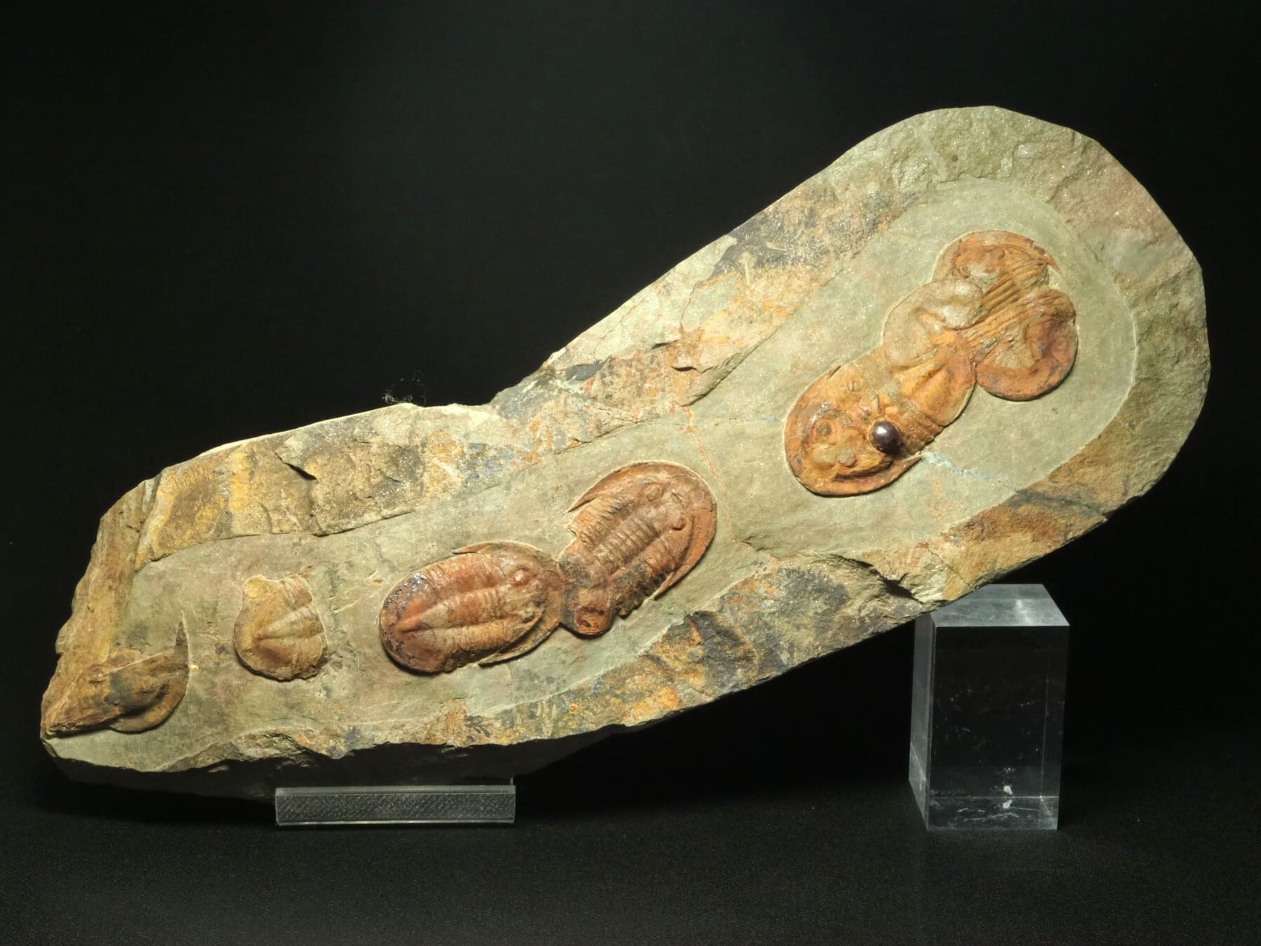 超レア希少種！三葉虫【Parvilichas marochii】【237 g】モロッコ王