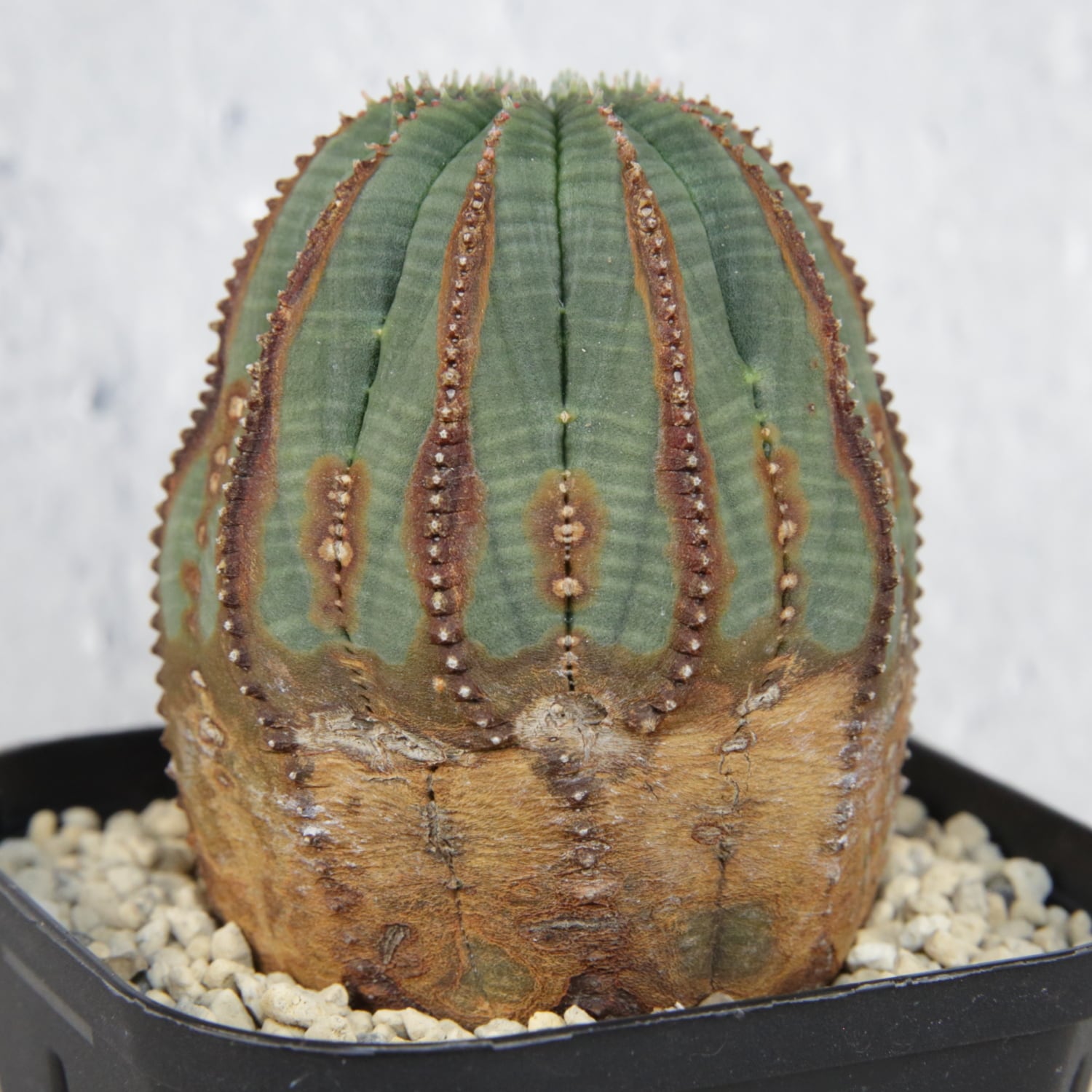 超複稜 12稜 美模様 木質化 オベサ / ユーフォルビア | LIGHTHOUSE