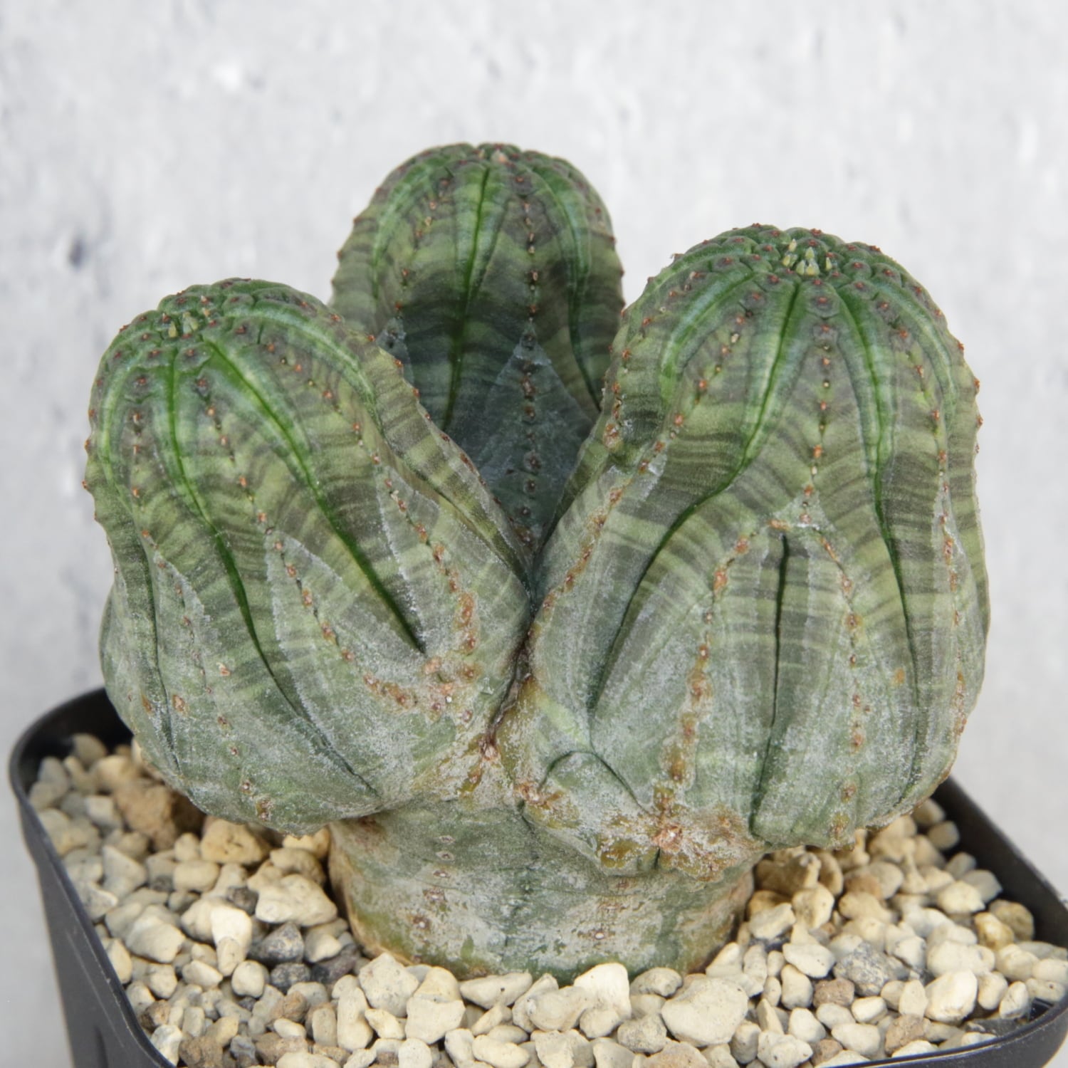 RETAKE【厳選株】円扇石化 四頭 トリプルヘッド オベサ