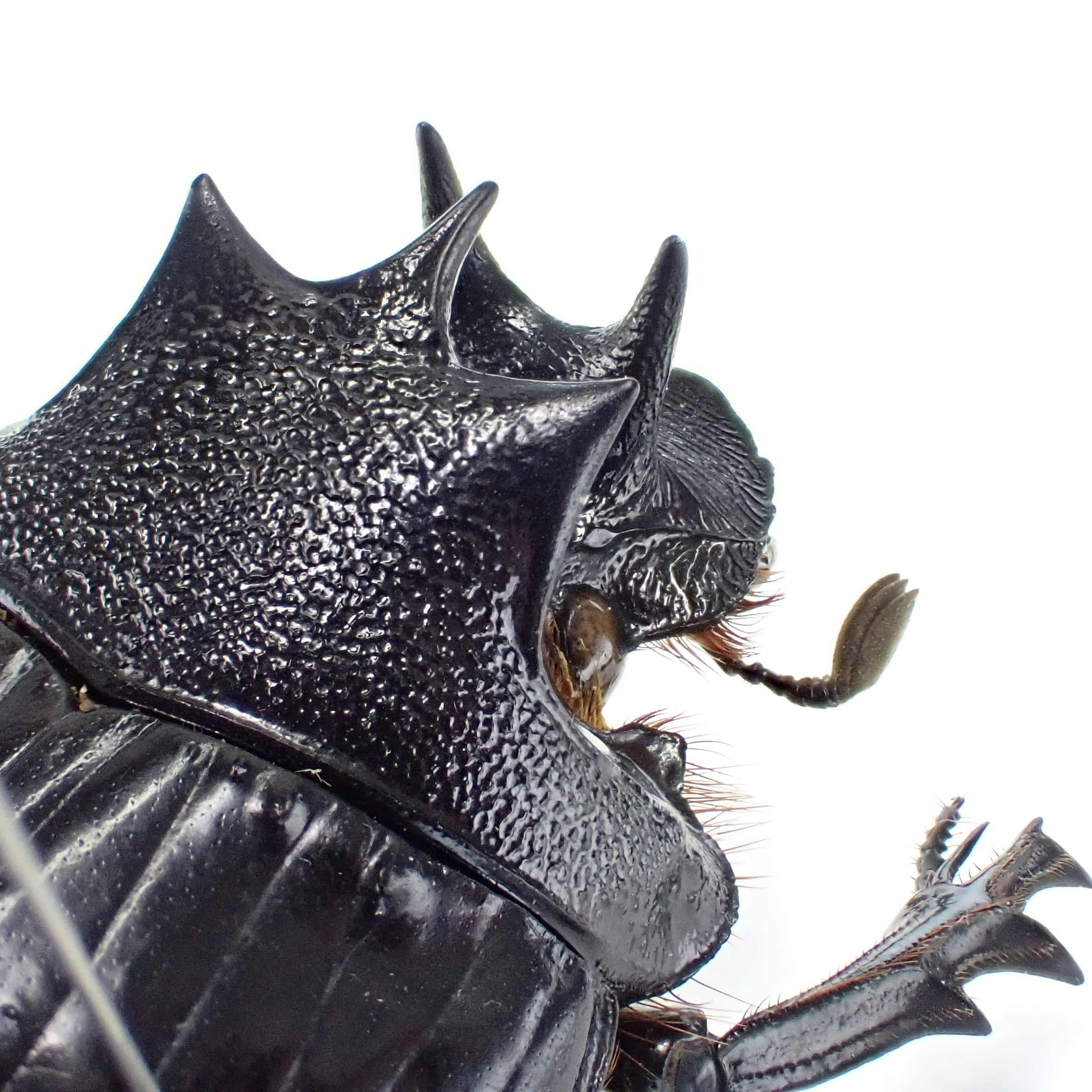 タンザニア産 Heliocopris erycoides ♂♀ 36mm/34mm | 昆虫標本