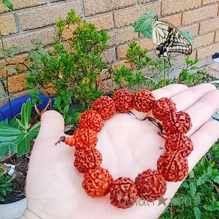 菩提樹の実 ブレスレット ルドラクシャ18mm | 大人の天然石