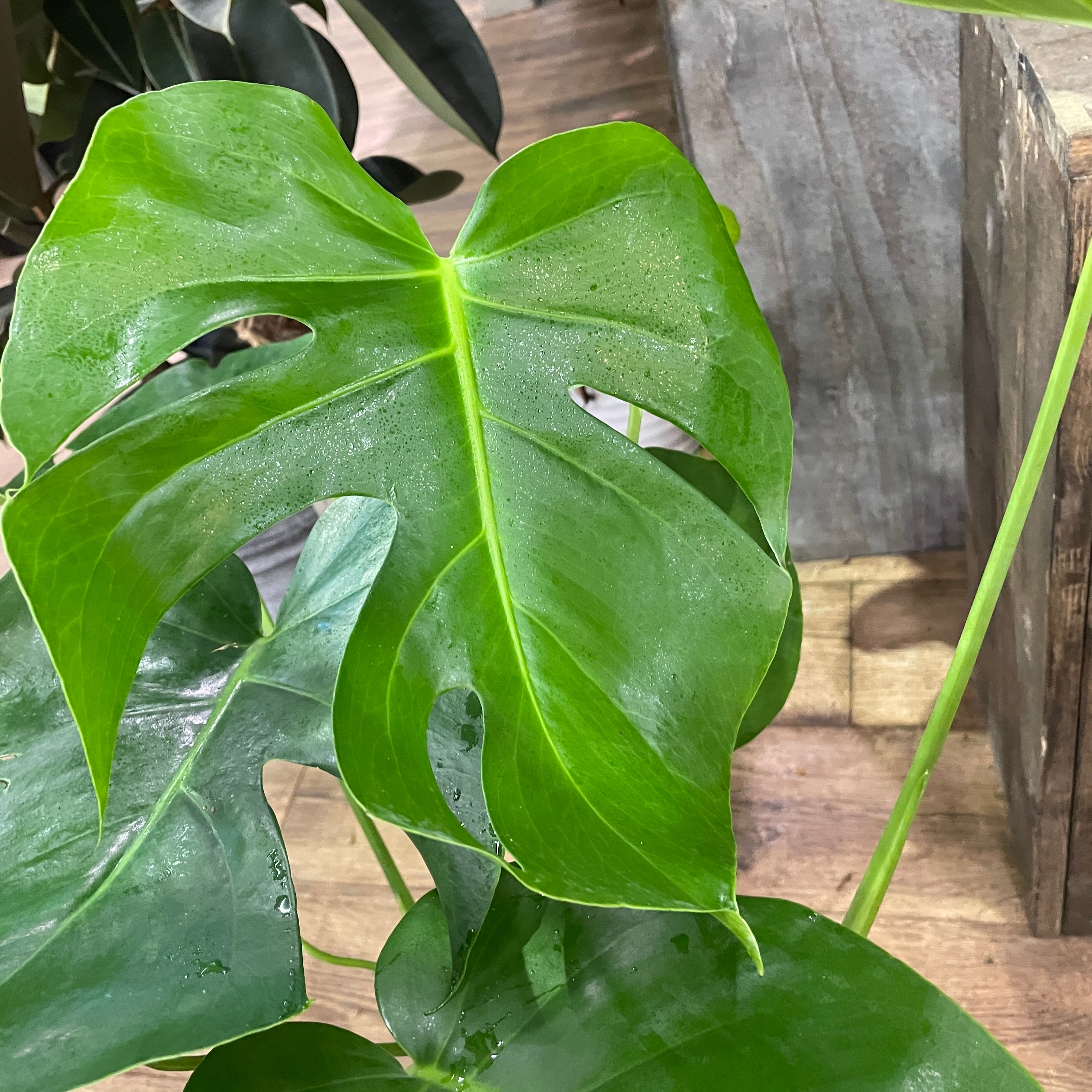 美株 モンステラ デリキオサ モンステラ デリシオサ デリシオ—サ 観葉