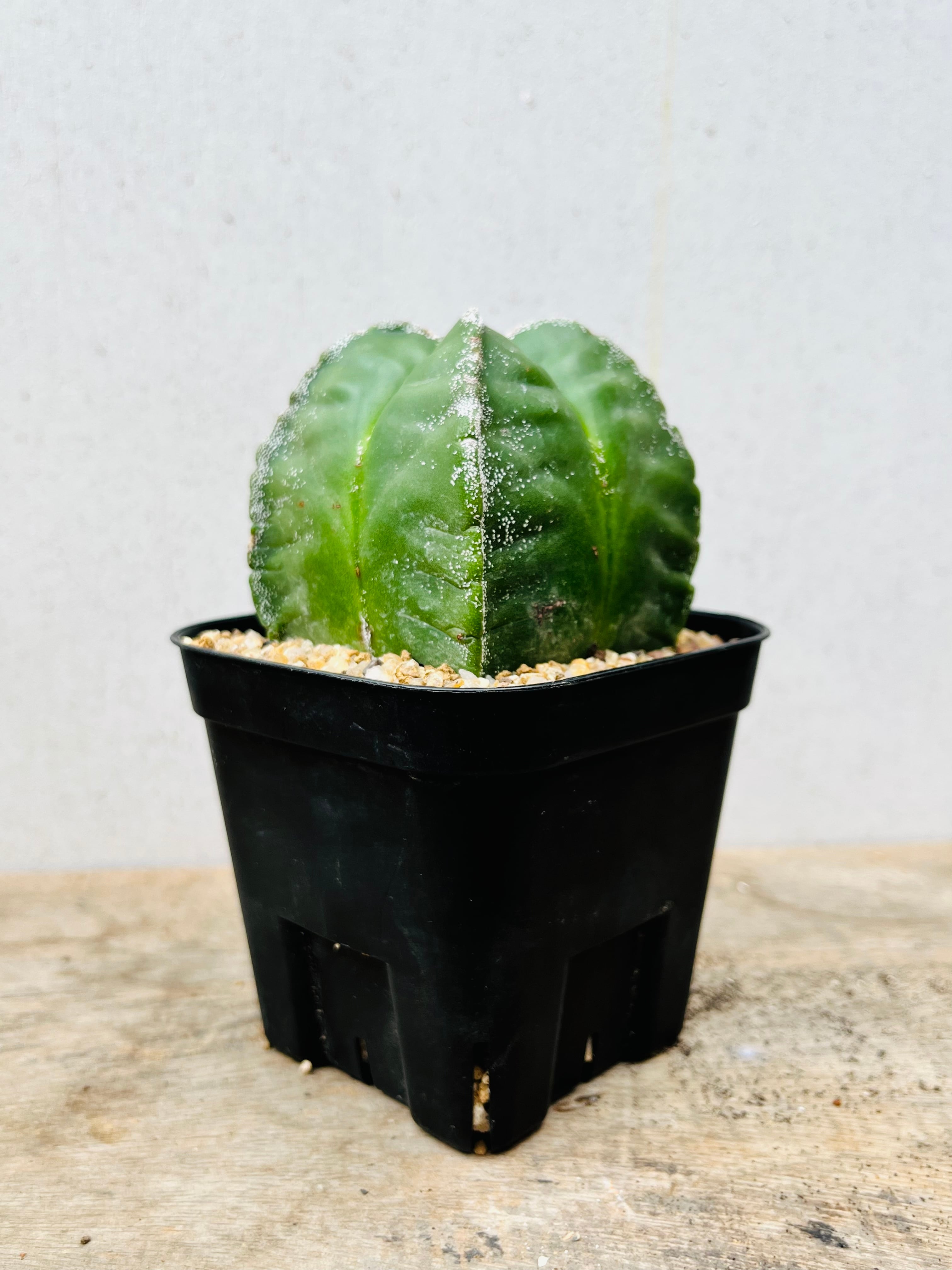 y*u様 碧瑠璃ランポー 特長50cm以上 アストロフィツム碧瑠璃鸞鳳玉