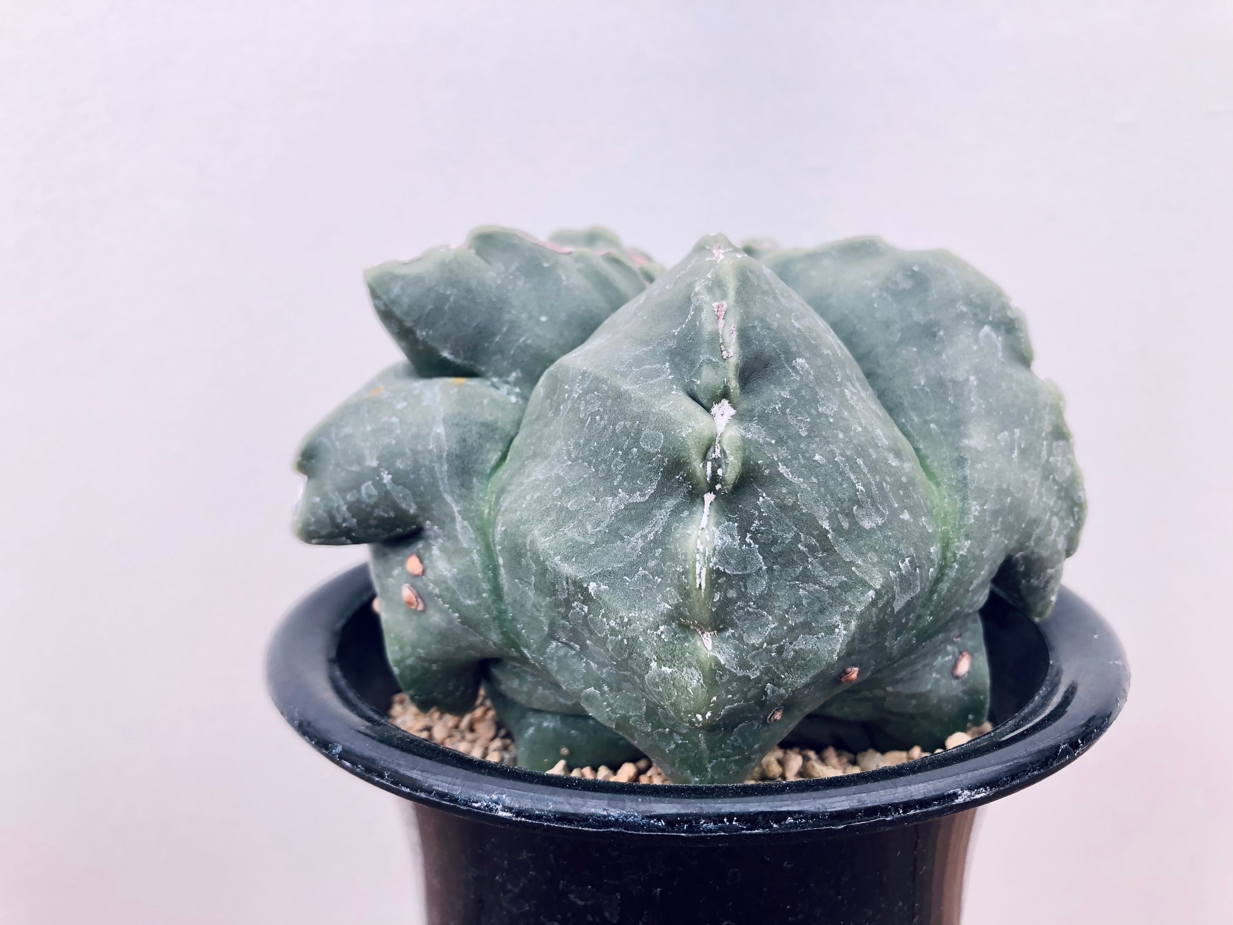 Astrophytum アストロフィツム ランポー モンスト 碧瑠璃鸞鳳玉