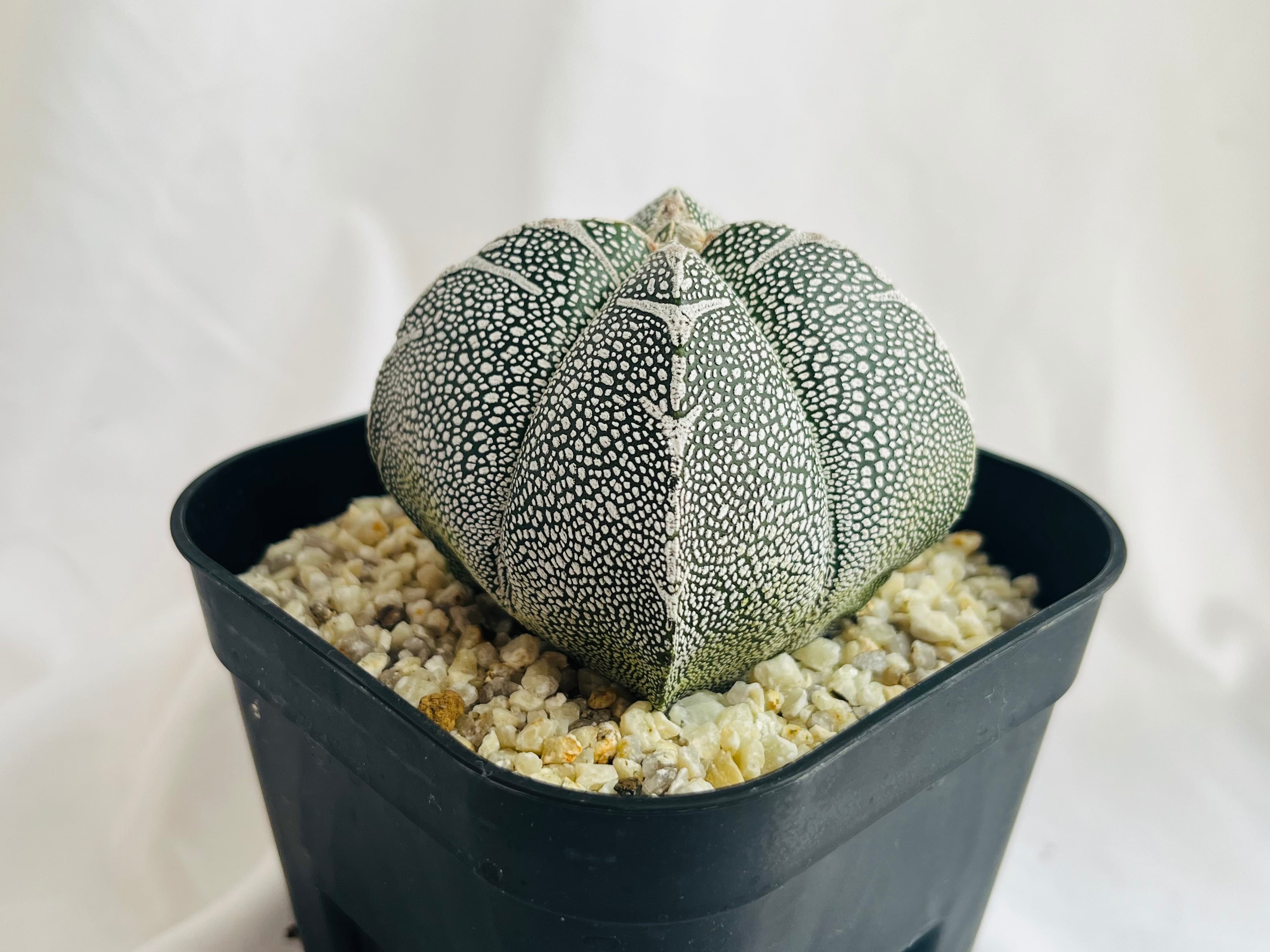 Astrophytum myriostigma アストロフィツム ランポー玉 恩塚鸞鳳玉