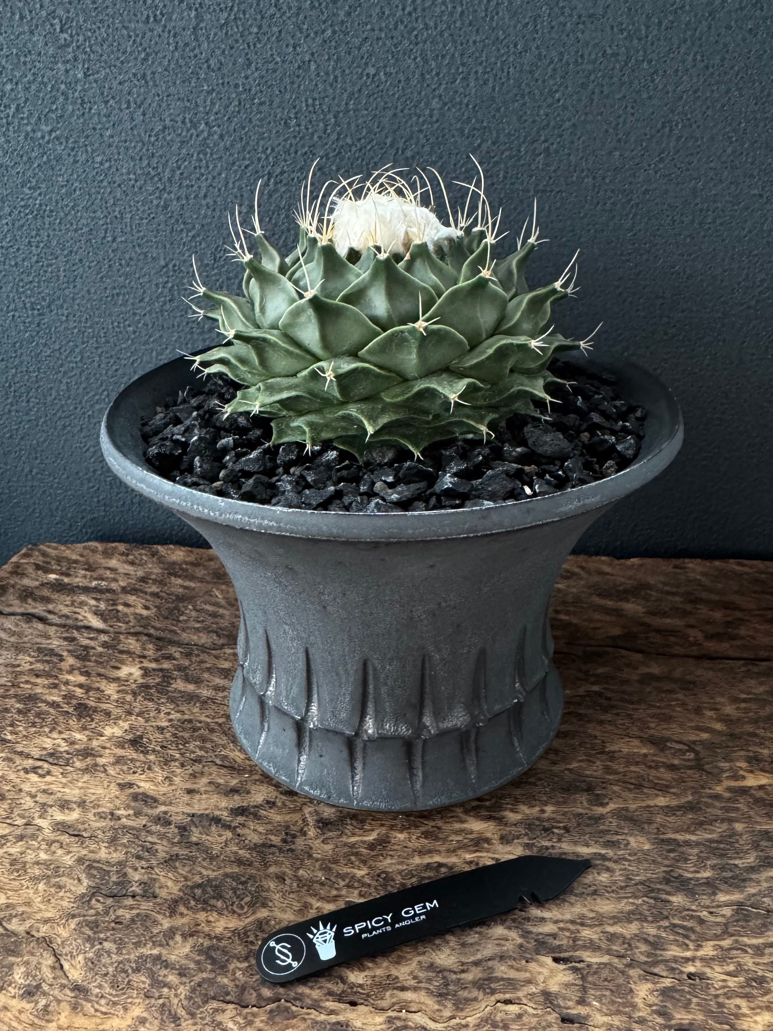 鉢・プランター spicygem Versatile studs \