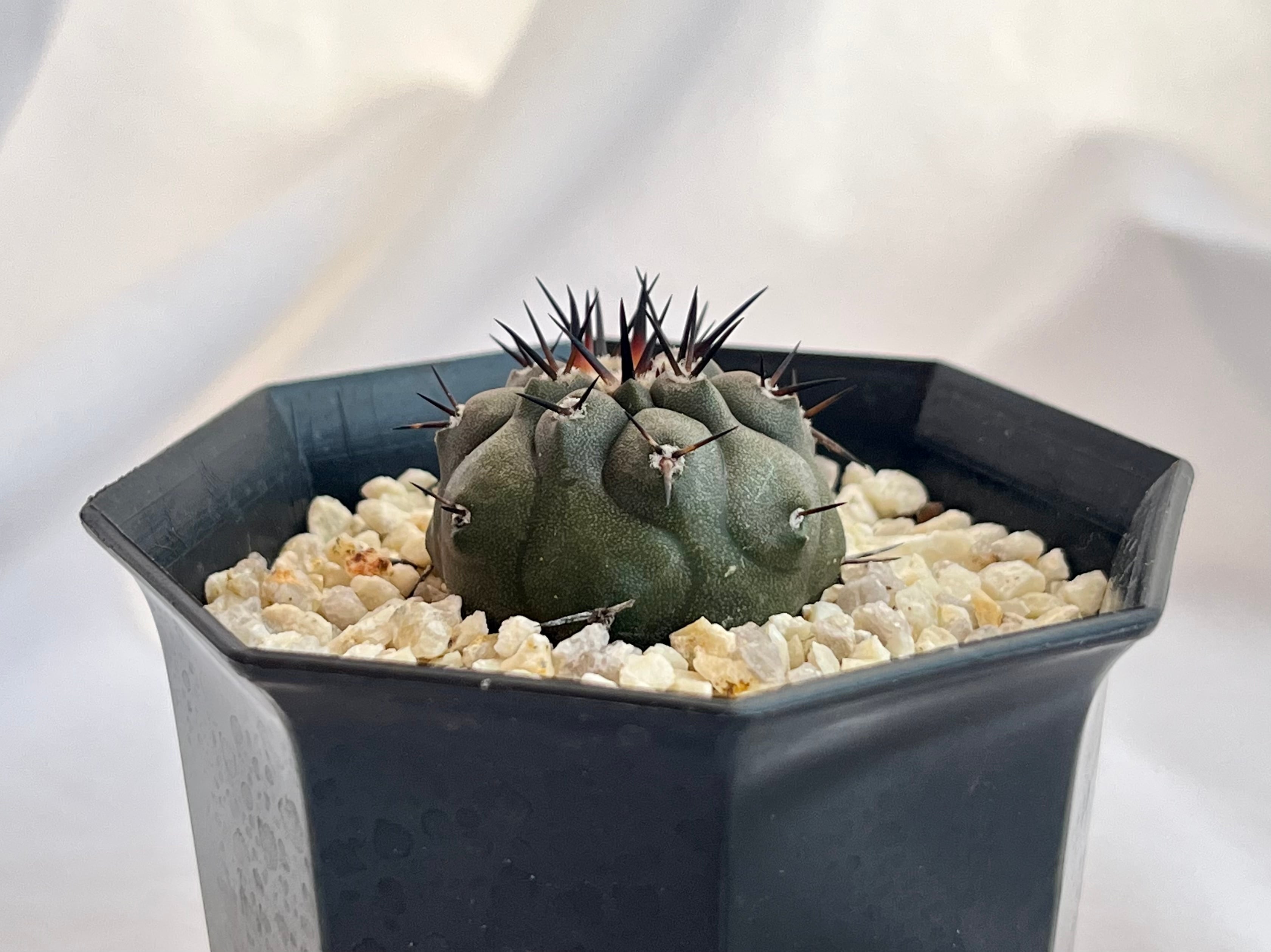 Copiapoa cinerea コピアポア シネレア 黒王丸 サボテン | plants MARU