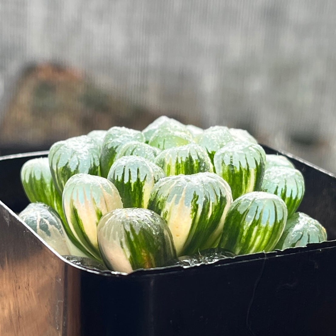 ハオルチア オブツーサ錦 孔明燈 | mocono_plants