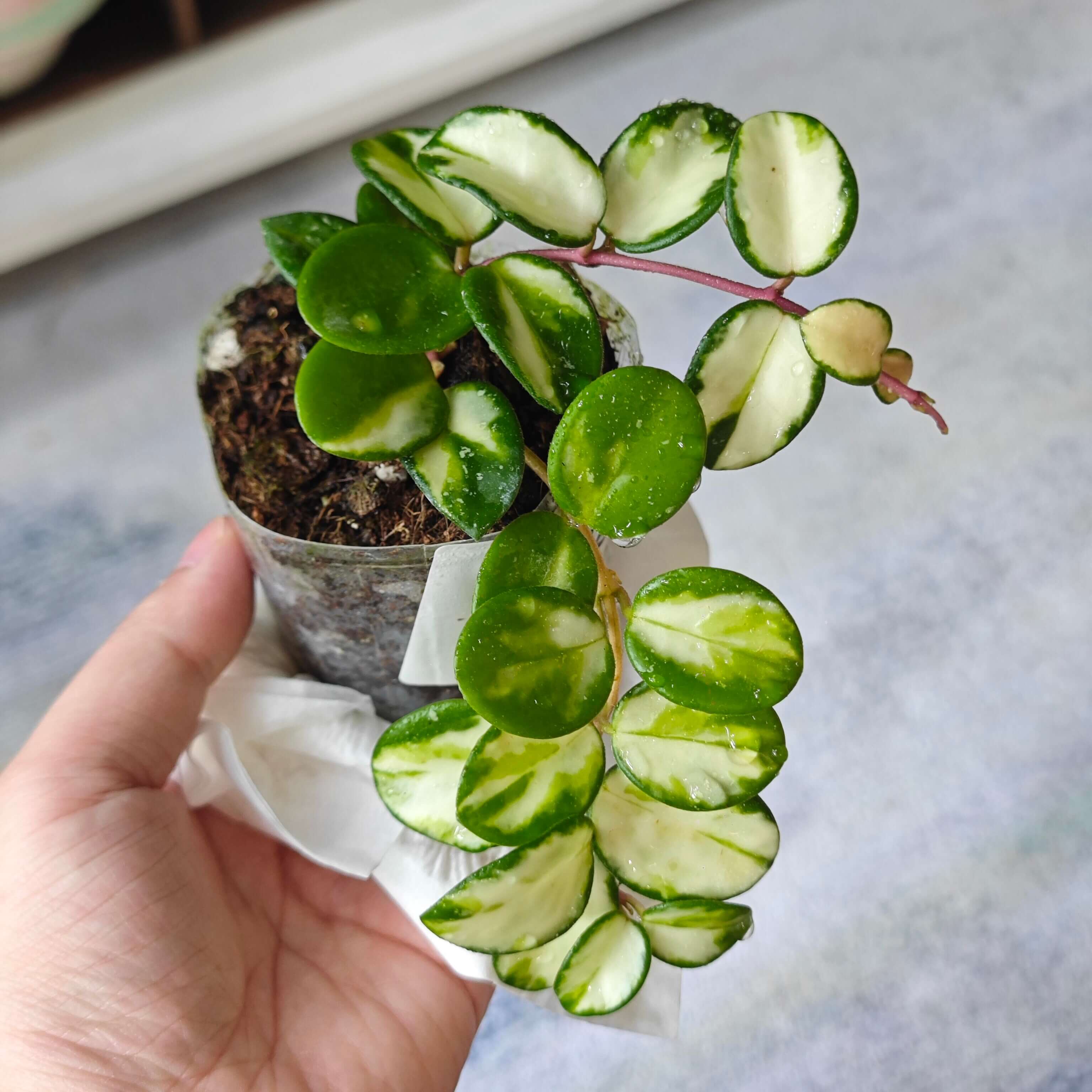 Hoya 'Mathilde Inner Variegated' for Sale – Begin With Plants