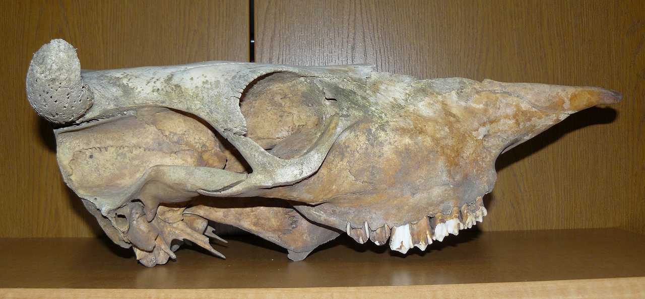 故有事: ウシの頭頂骨は後頭骨のようだ！ The parietal of cow seems