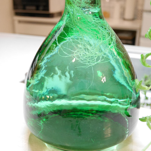 B 水耕栽培 ドルフィンネックレス ガラスインテリア おうちグリーン