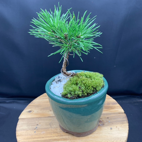 ミニ盆栽 三河黒松 常滑焼鉢 盆栽 kokoaru 通販 14873816｜Creema