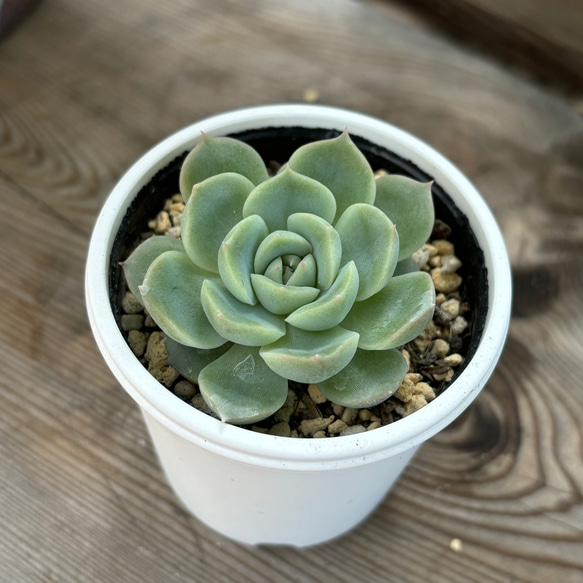 霜椿×ざわわ おらいさん苗 青札 多肉植物 多肉植物 kanomarihome 通販