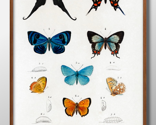 0492 ポスター 絵画 A3サイズ『蝶々 図鑑 昆虫 ビンテージ』アート