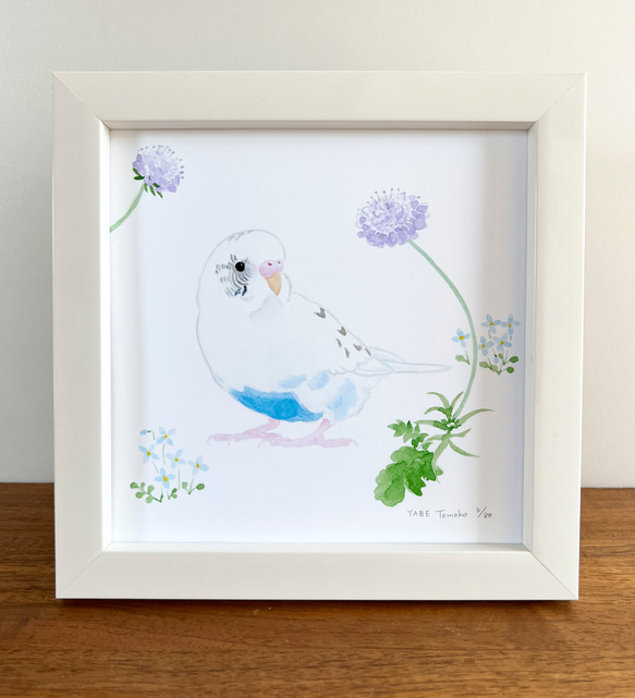 p-jet 正方形 数量限定直筆サイン入り複製画 セキセイインコ 白