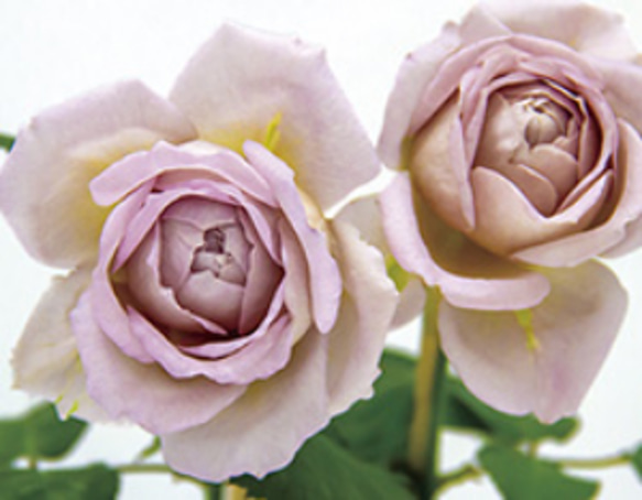 レア切花品種・薔薇☆アンティークピンク☆Sharita Towne☆ペットにも