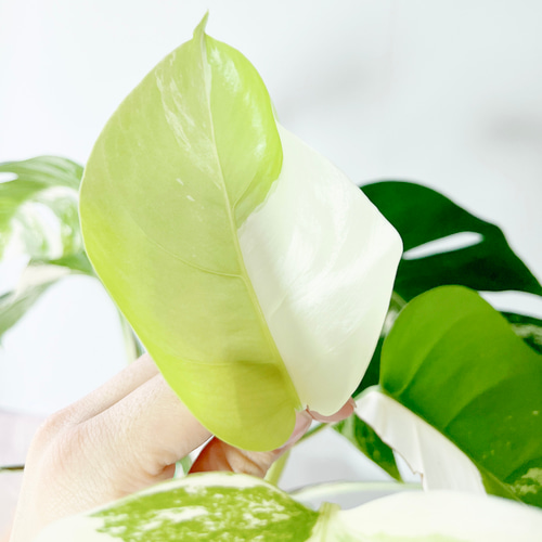 希少】605. 極斑入り モンステラ ホワイトタイガー 観葉植物 多肉植物