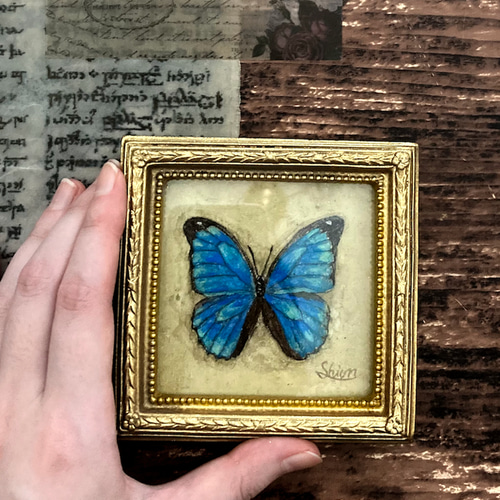 モルフォ蝶の小さな絵 -Morpho menelaus- /原画 アンティーク アート