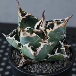 大株アガベ 吉祥冠錦 黄覆輪 特美株 激レア高級多肉植物 狂強刺し 極上