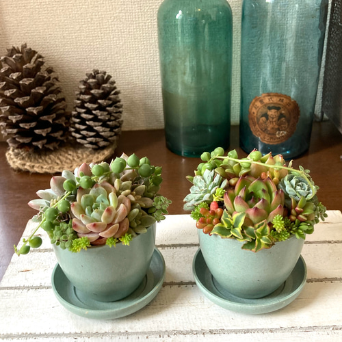 多肉植物寄植え 鉢と鉢皿セット セピアカラー鉢 2鉢の多肉寄せ植え