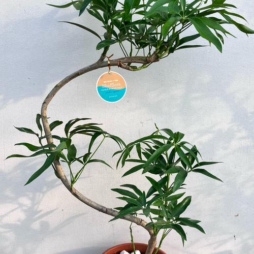 シェフレラ＊アンガスティフォリア＊曲がりの観葉植物＊カポック