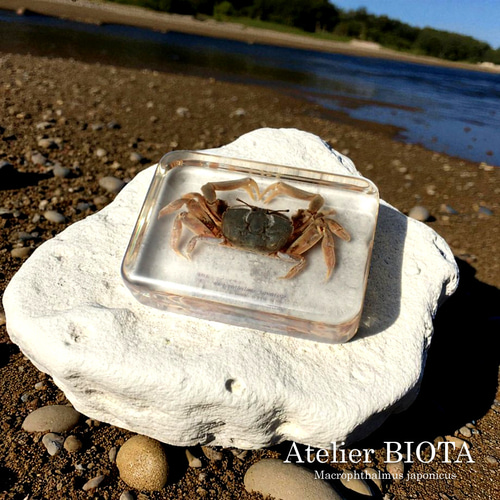 ヤマトオサガニ樹脂封入標本 3L (木製標本箱入り) 立体・オブジェ